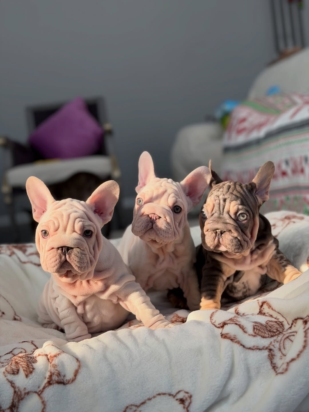 Velvet Frenchie image 1