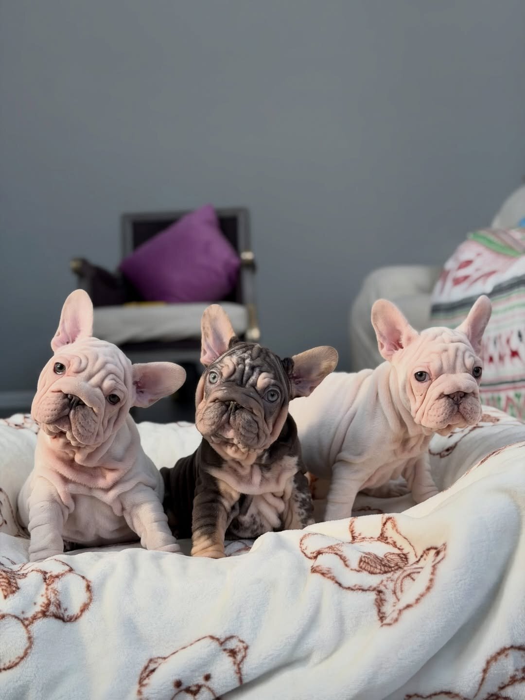 Velvet Frenchie image 4
