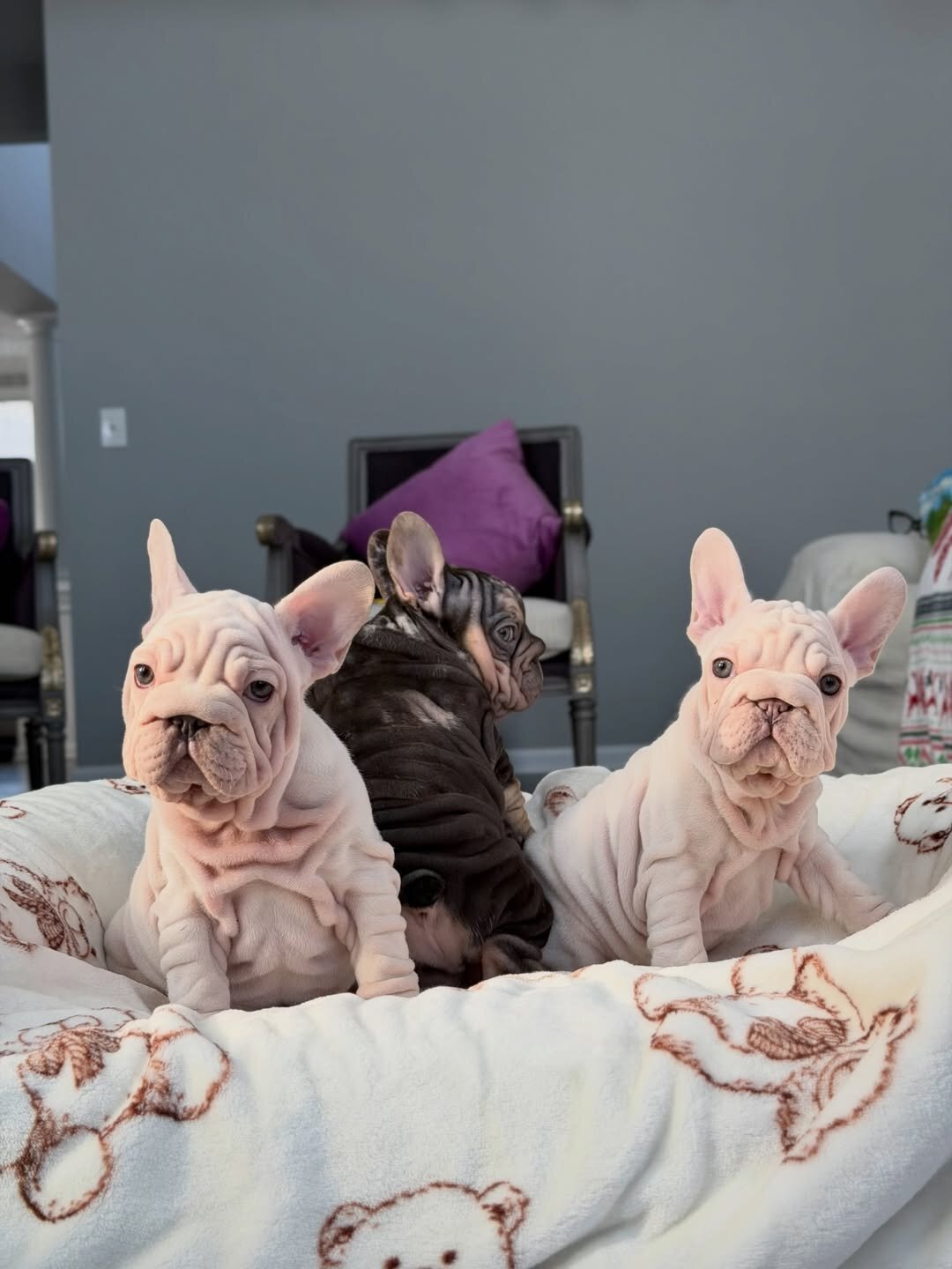 Velvet Frenchie image 2