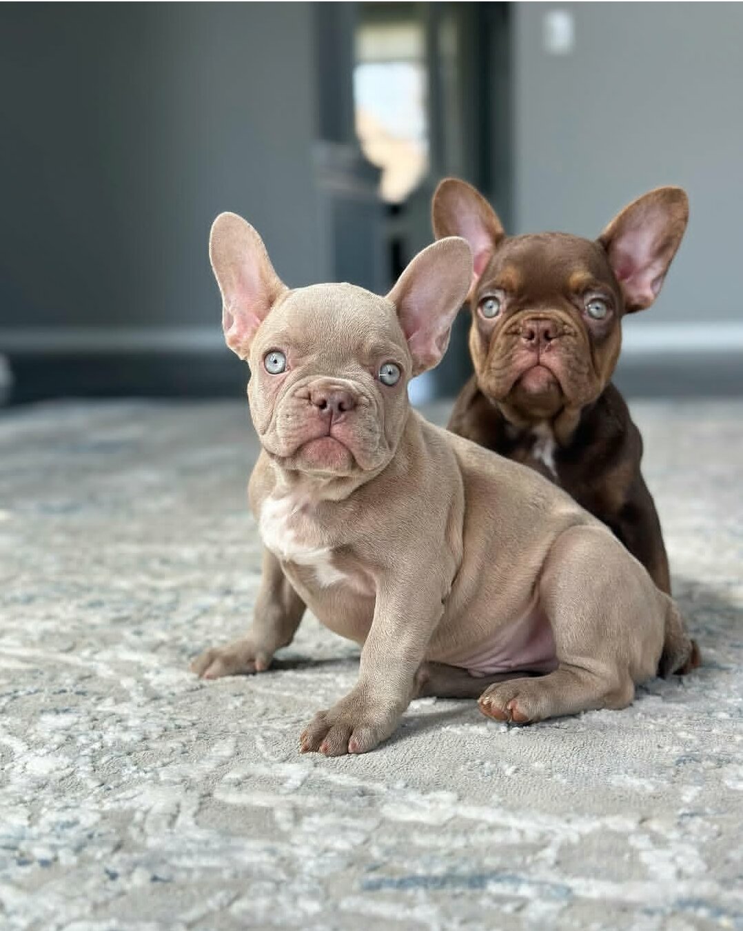Velvet Frenchie image 5