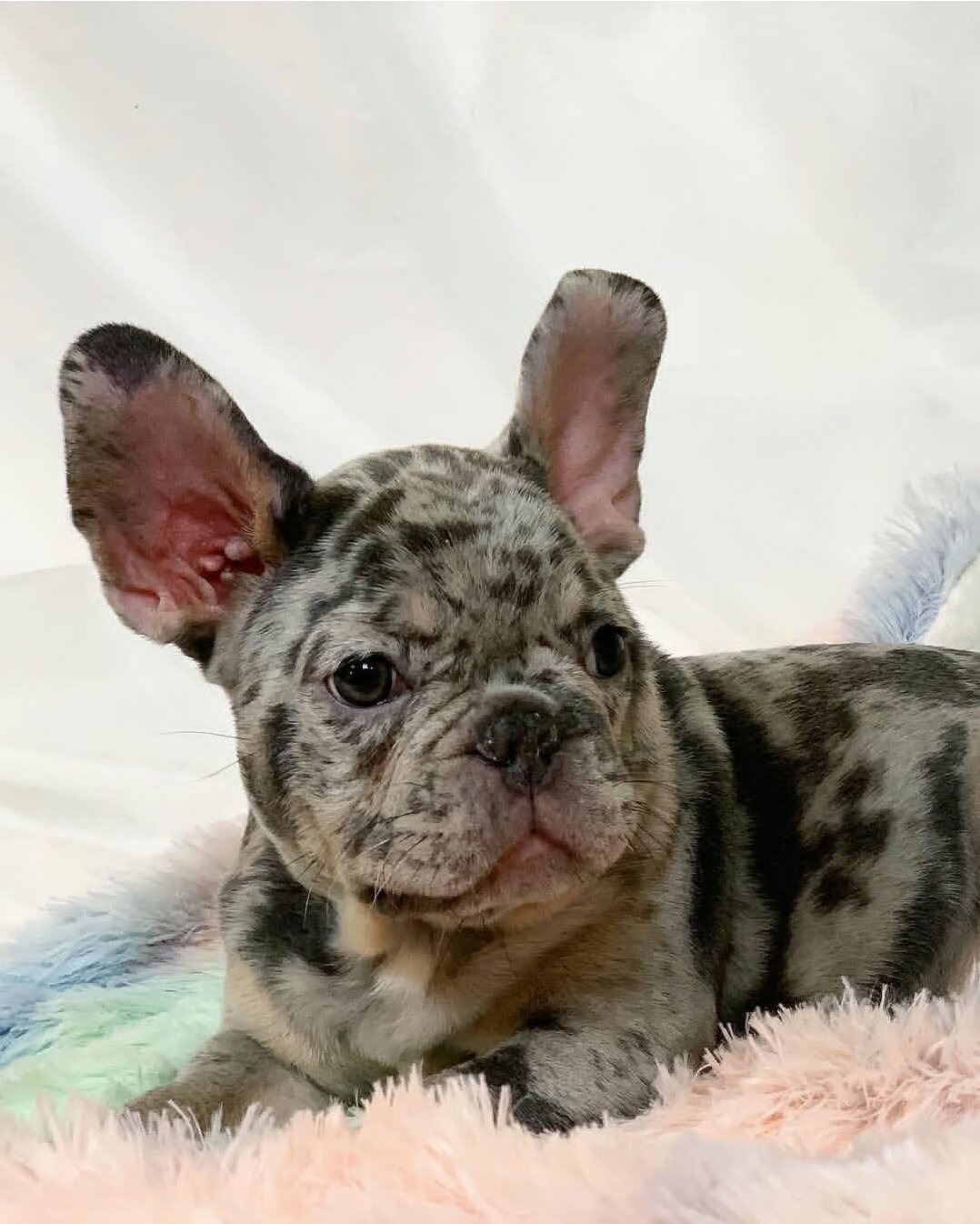 Frenchie of the Day image 1