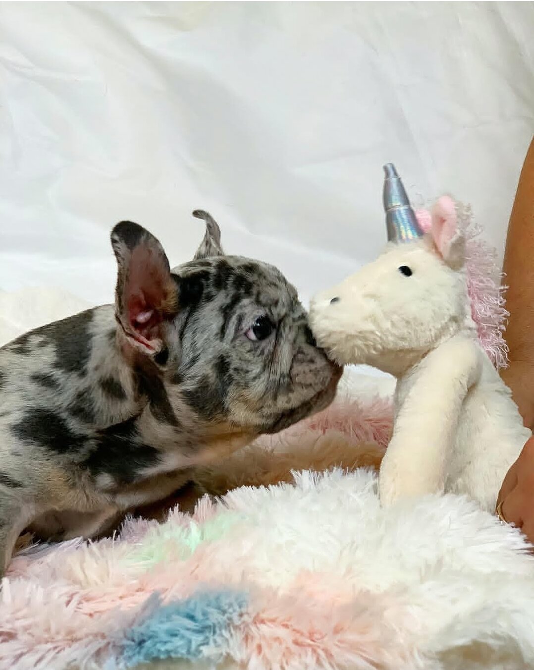 Frenchie of the Day image 2