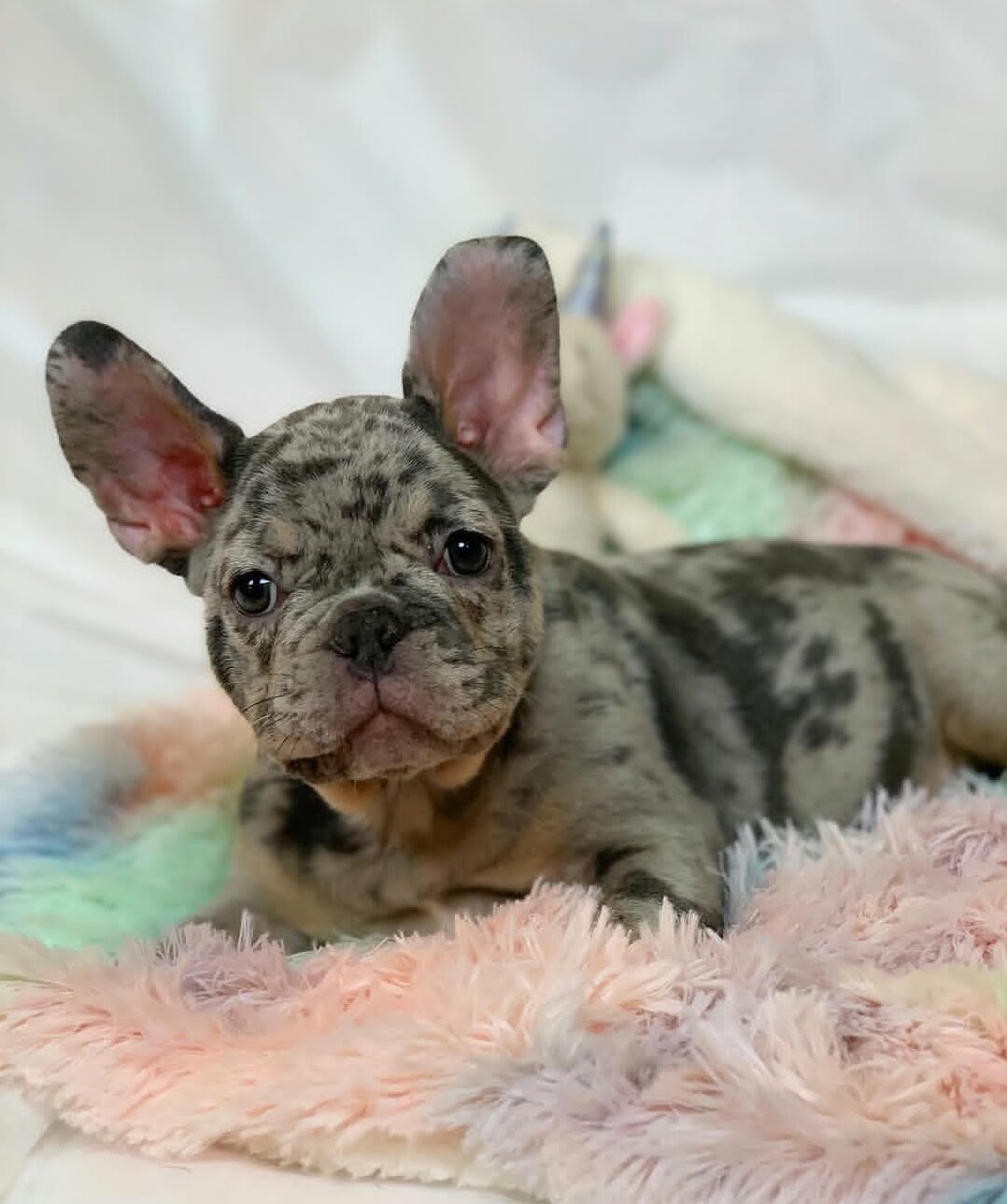 Frenchie of the Day image 3