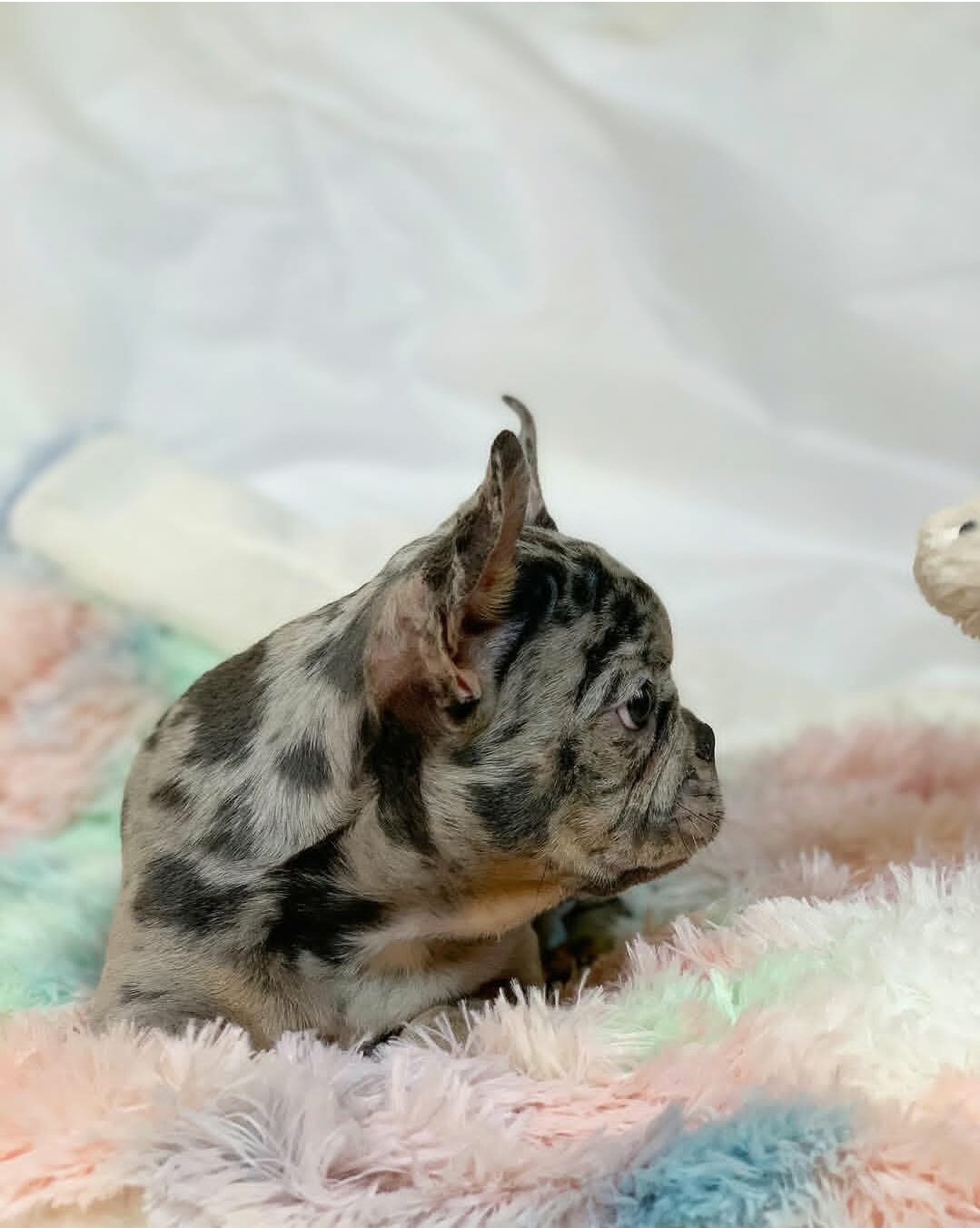 Frenchie of the Day image 4