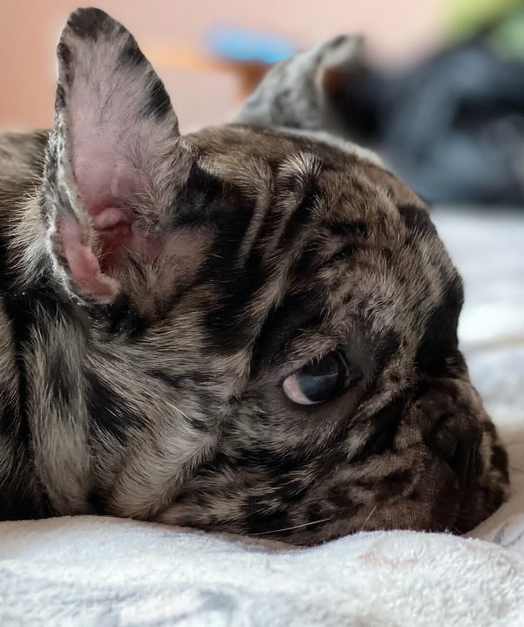 French Bulldog Puppies For Sale image 2