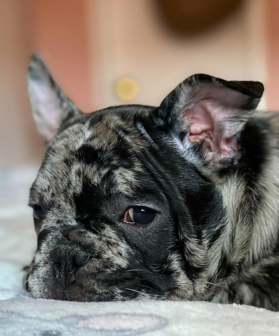 French Bulldog Puppies For Sale image 1