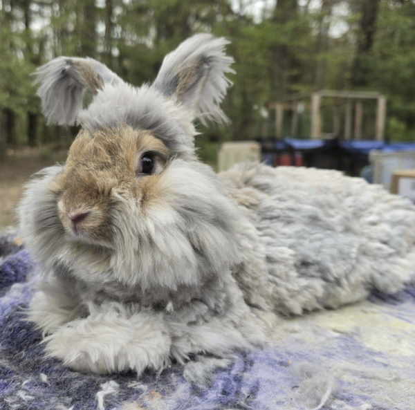 Frizzle McFluffyPants image 1