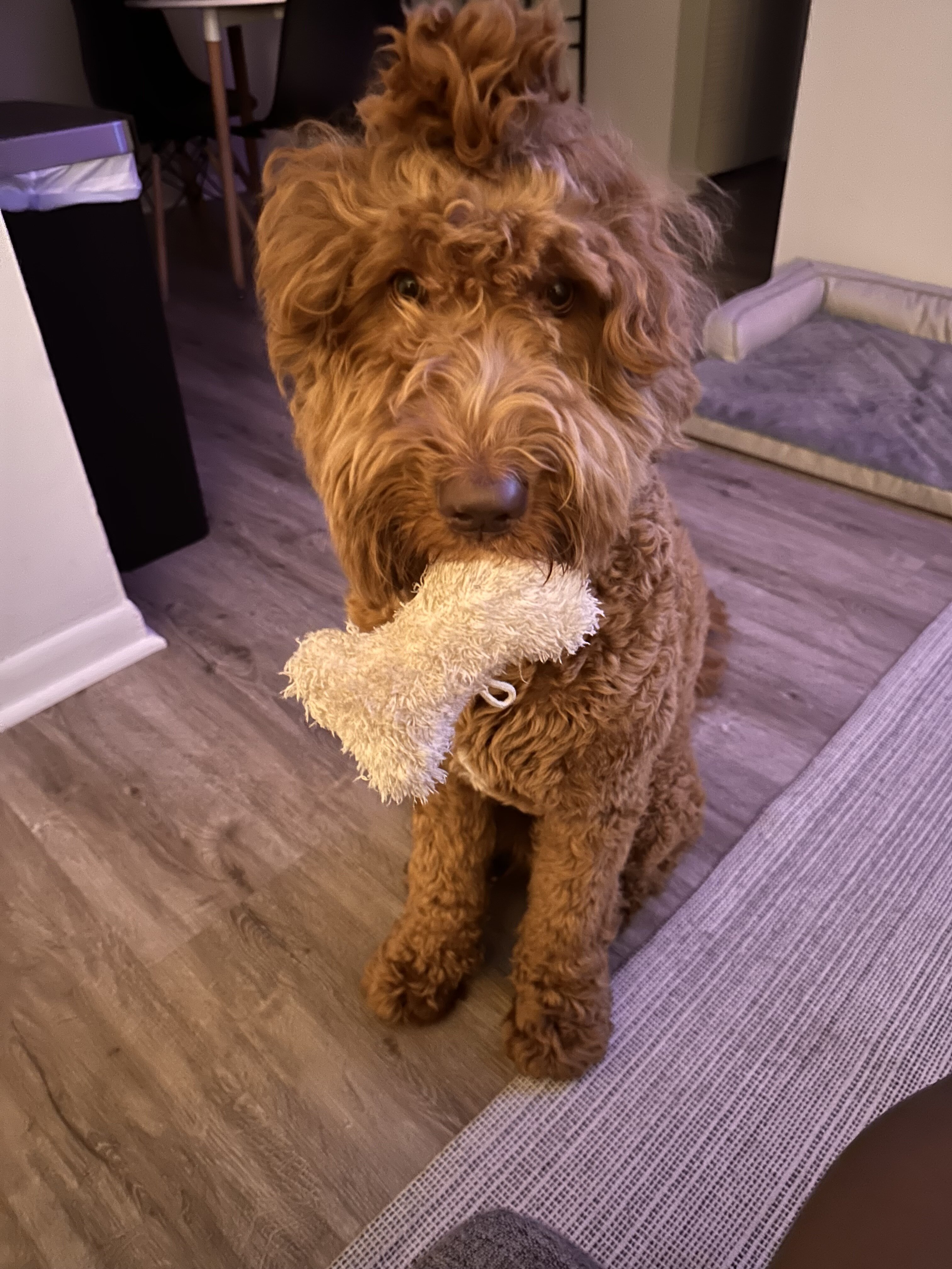 Goldendoodle image 5
