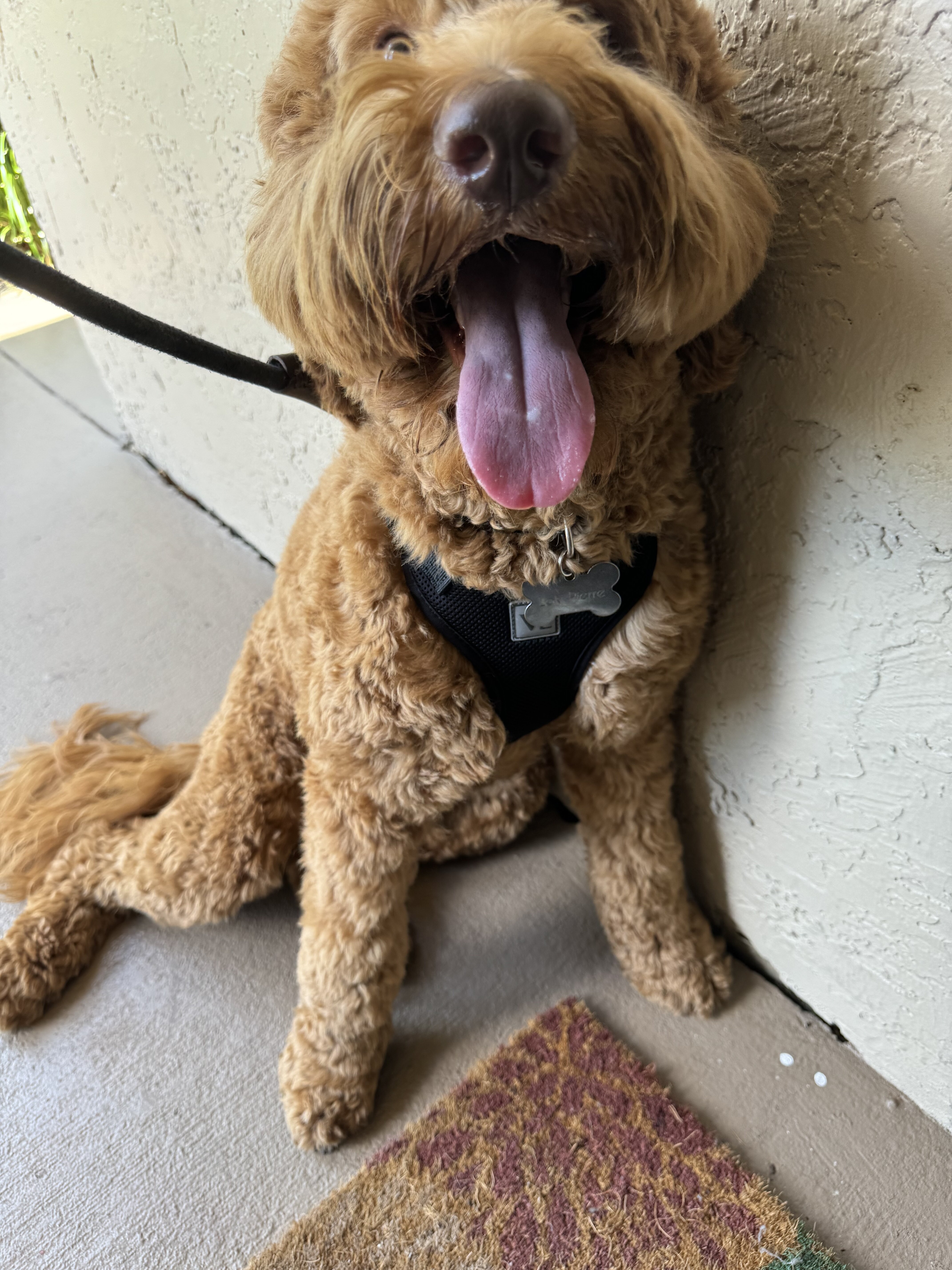 Goldendoodle image 1