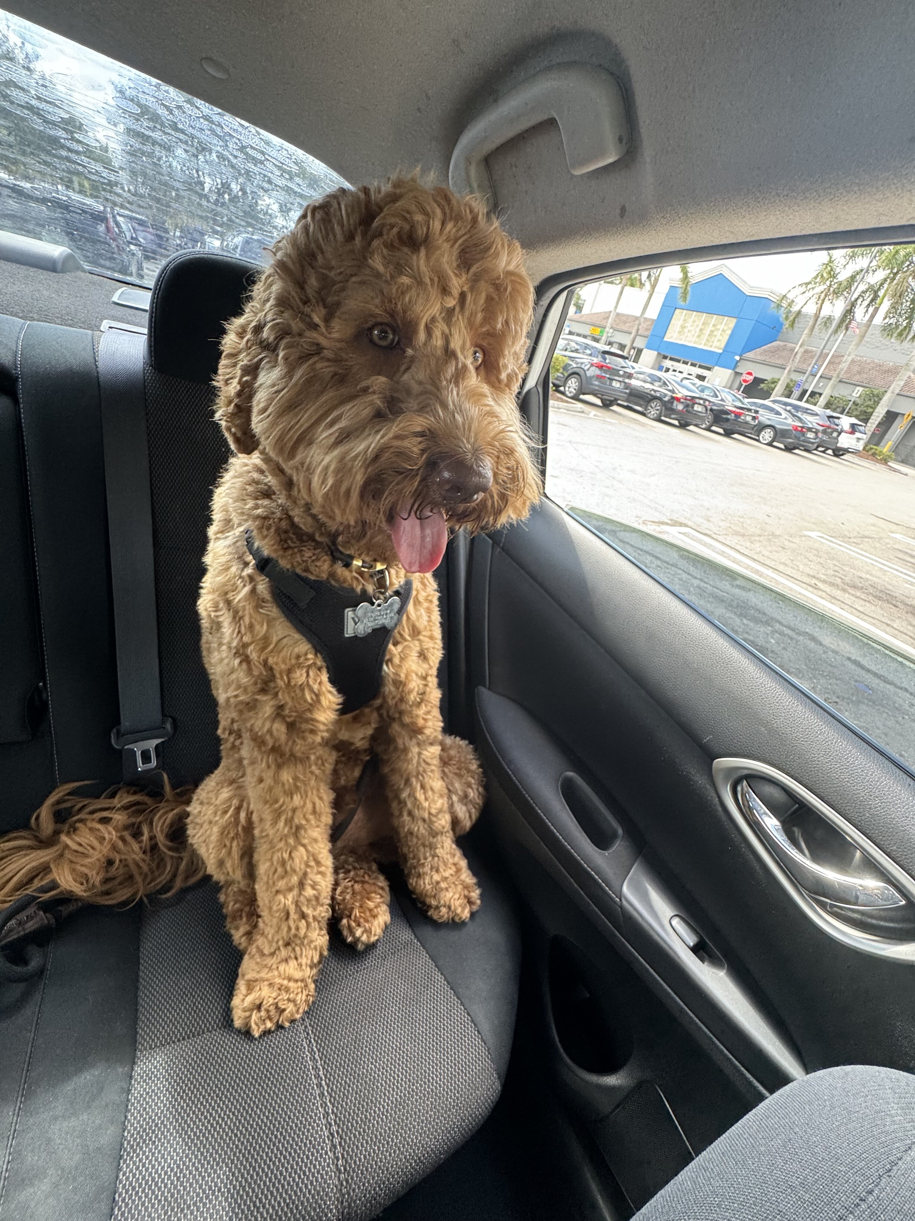 Goldendoodle image 4