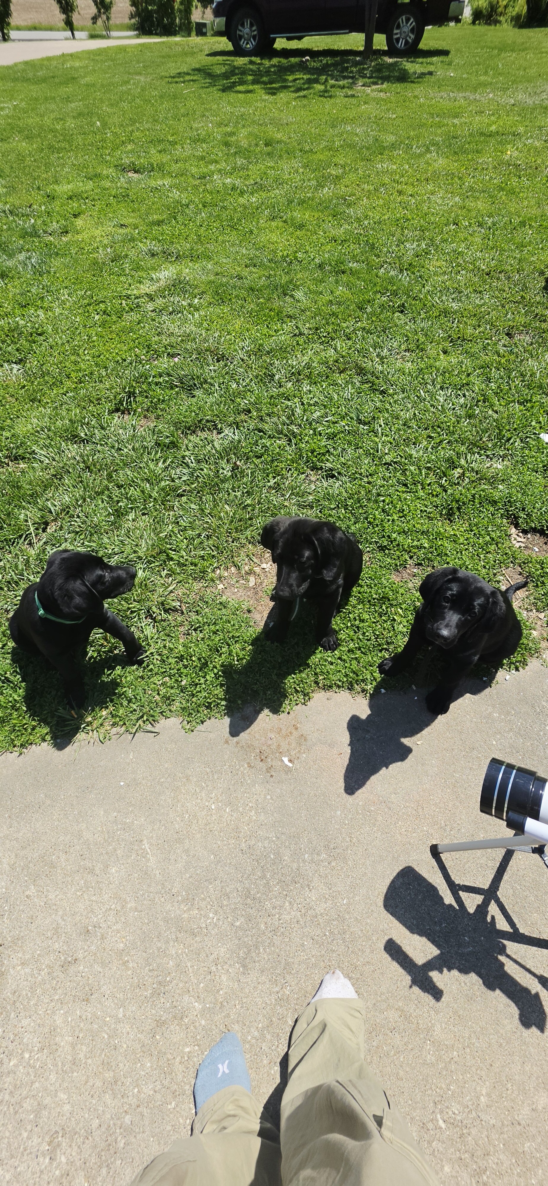 Chocolate Labrador puppies image 4