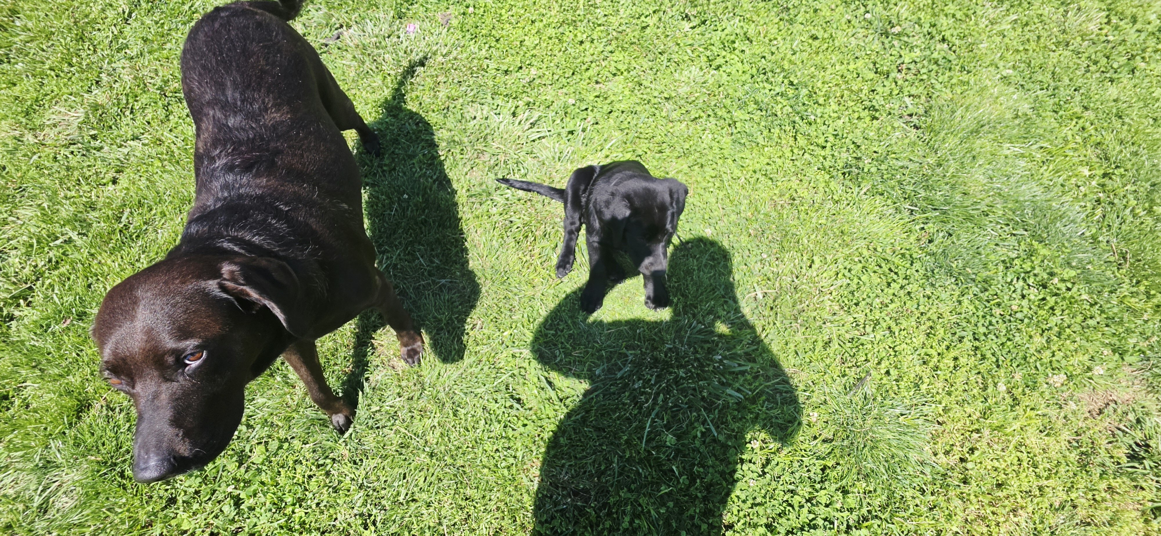Chocolate Labrador puppies image 3