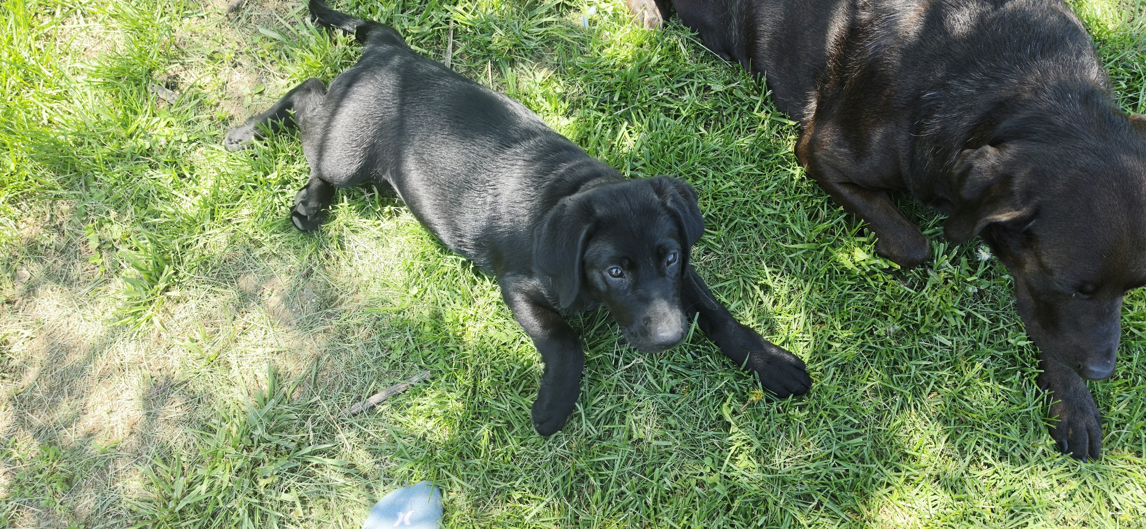 Chocolate Labrador puppies image 1