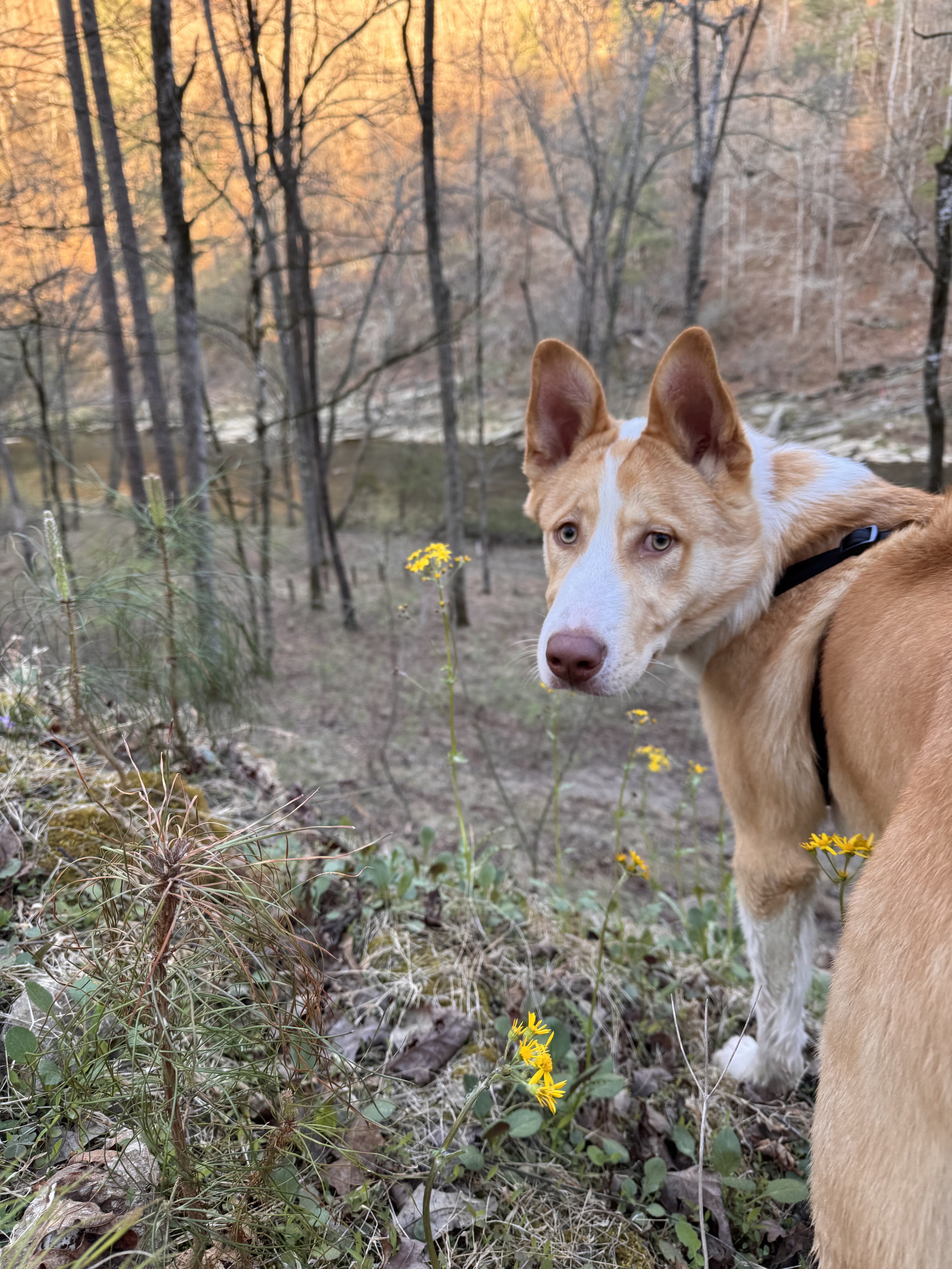 Beautiful Husky Mix image 2