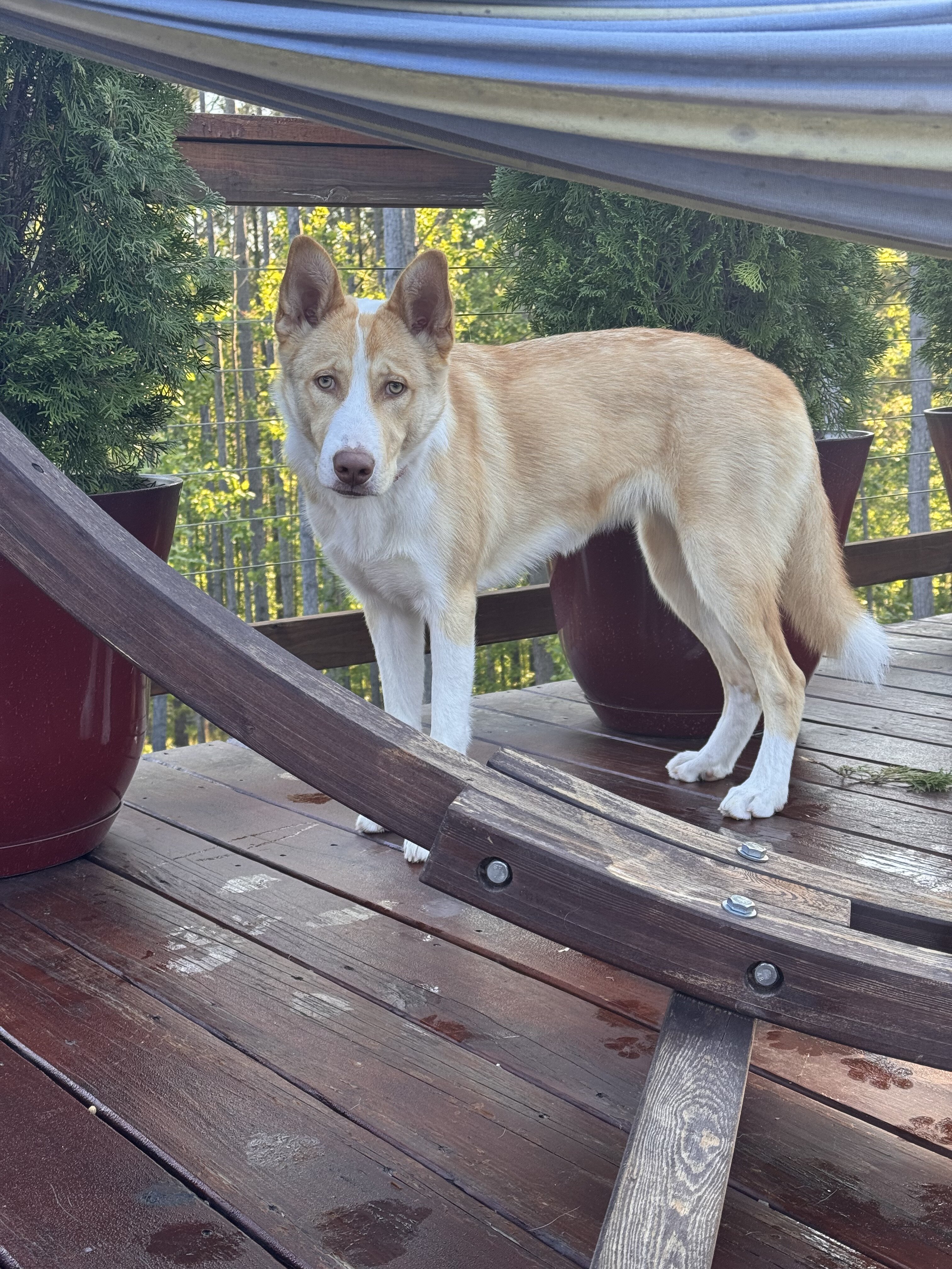 Beautiful Husky Mix image 3
