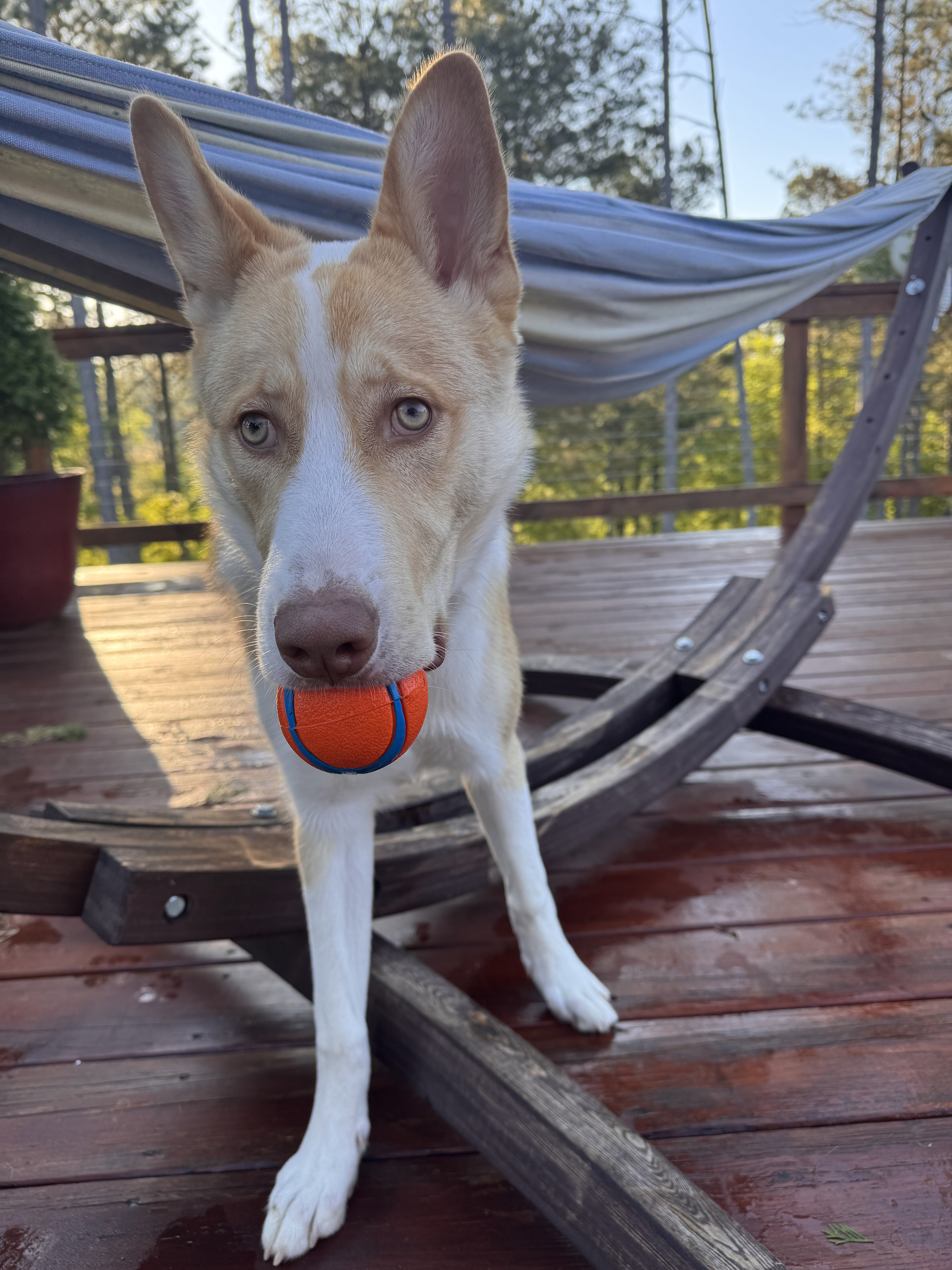 Beautiful Husky Mix image 1