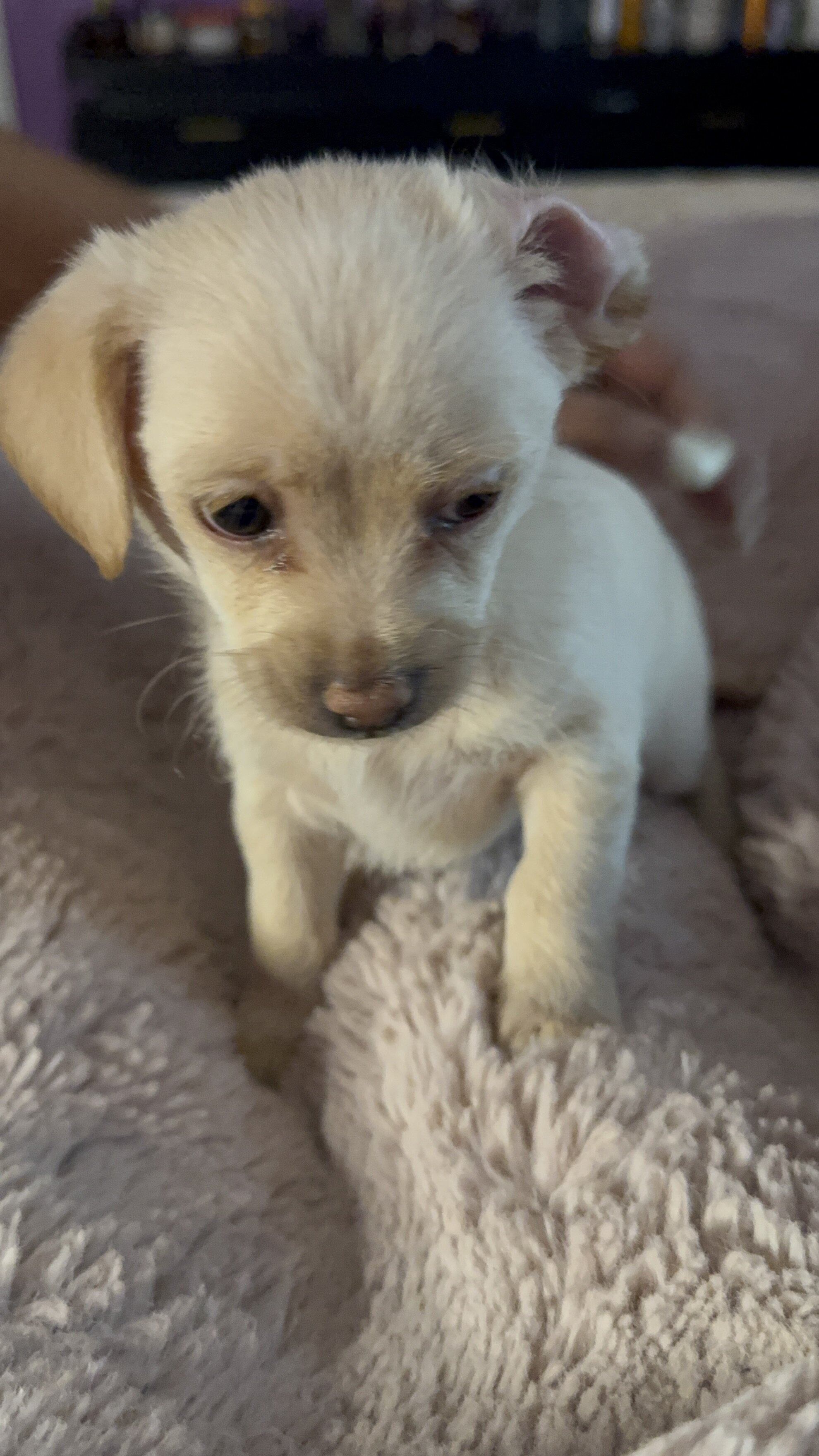 Tiny Toy Mix Puppies – 4 Boys & 1 Girl – Ready image 6