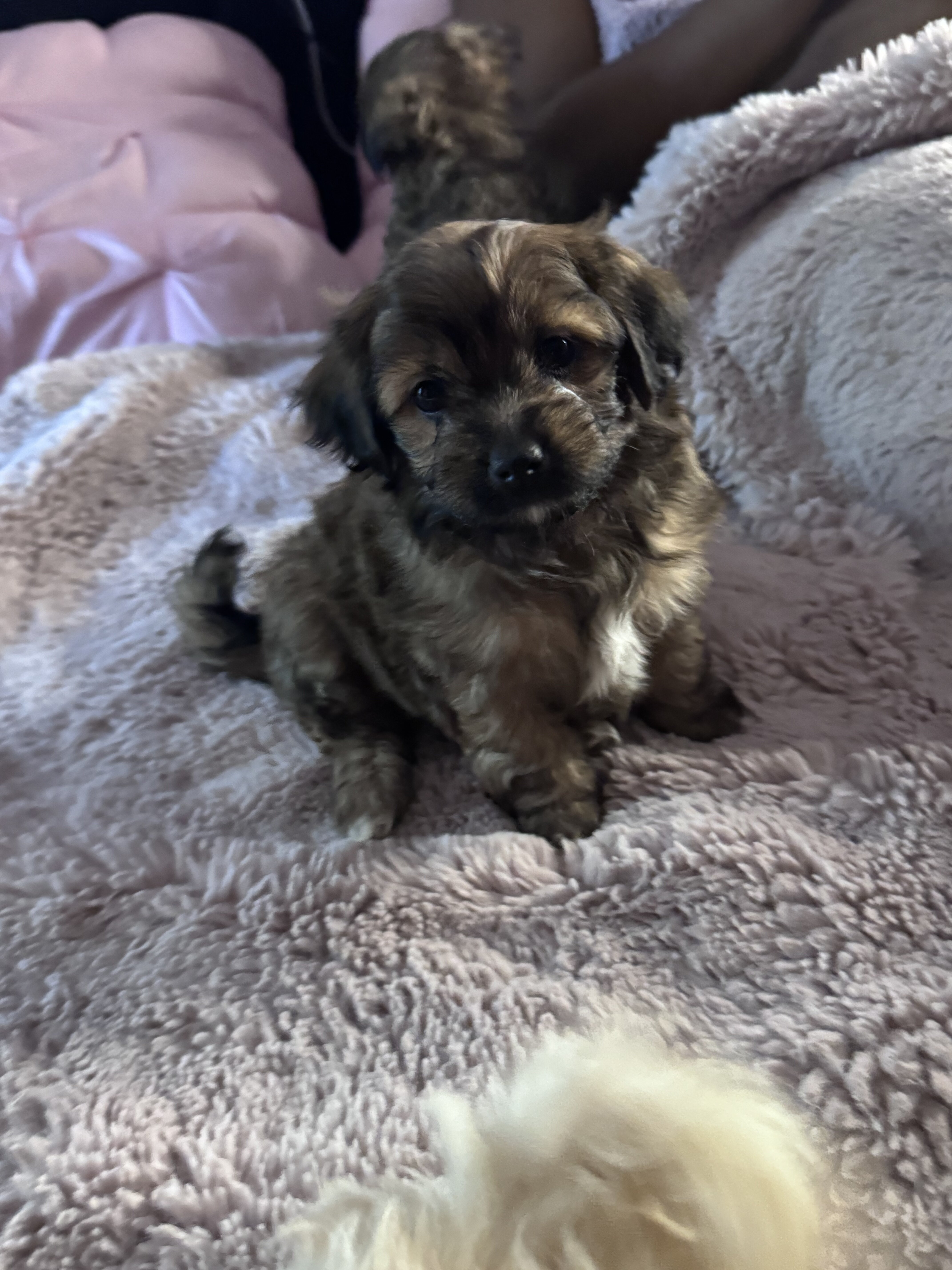 Tiny Toy Mix Puppies – 4 Boys & 1 Girl – Ready image 7