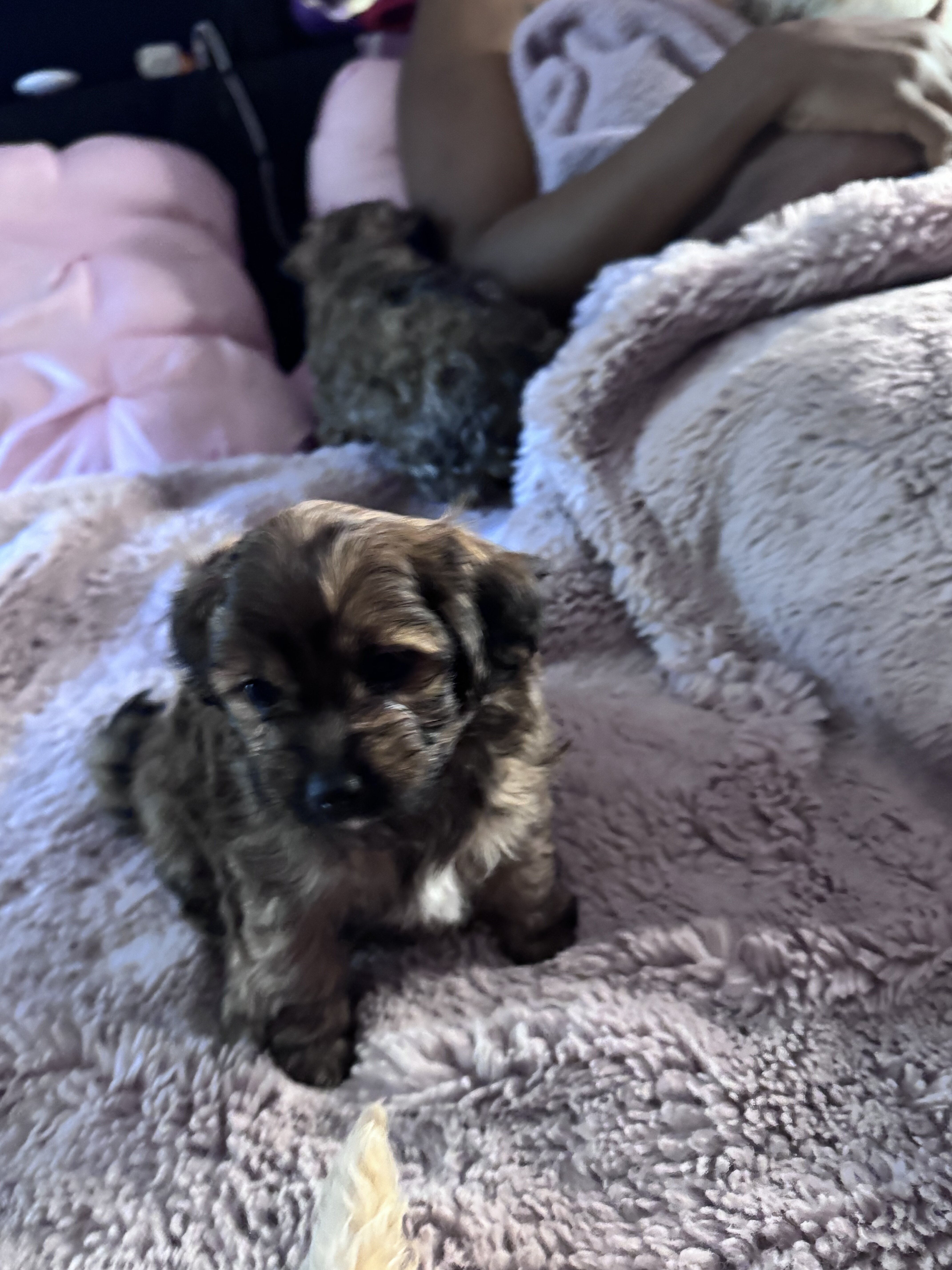 Tiny Toy Mix Puppies – 4 Boys & 1 Girl – Ready image 9