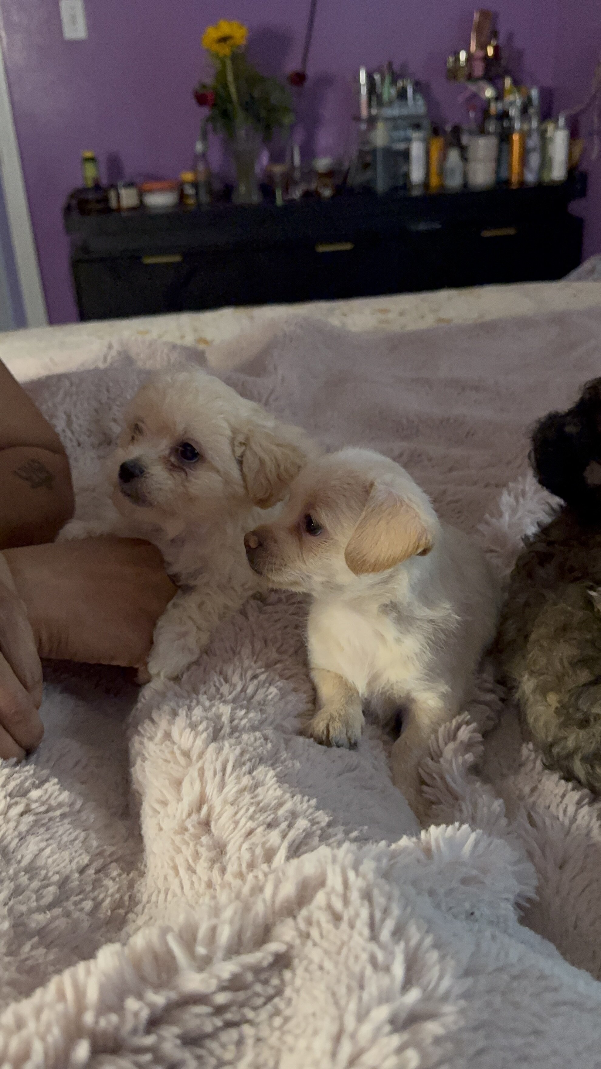 Tiny Toy Mix Puppies – 4 Boys & 1 Girl – Ready image 8