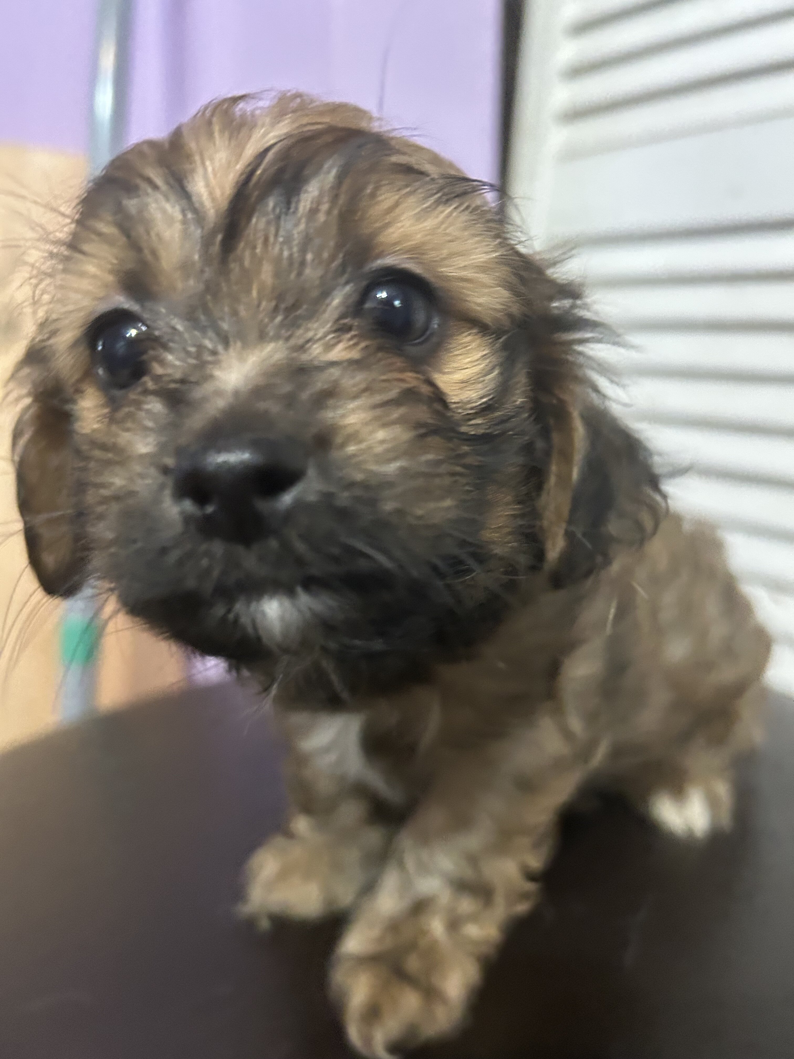 Tiny Toy Mix Puppies – 4 Boys & 1 Girl – Ready image 1