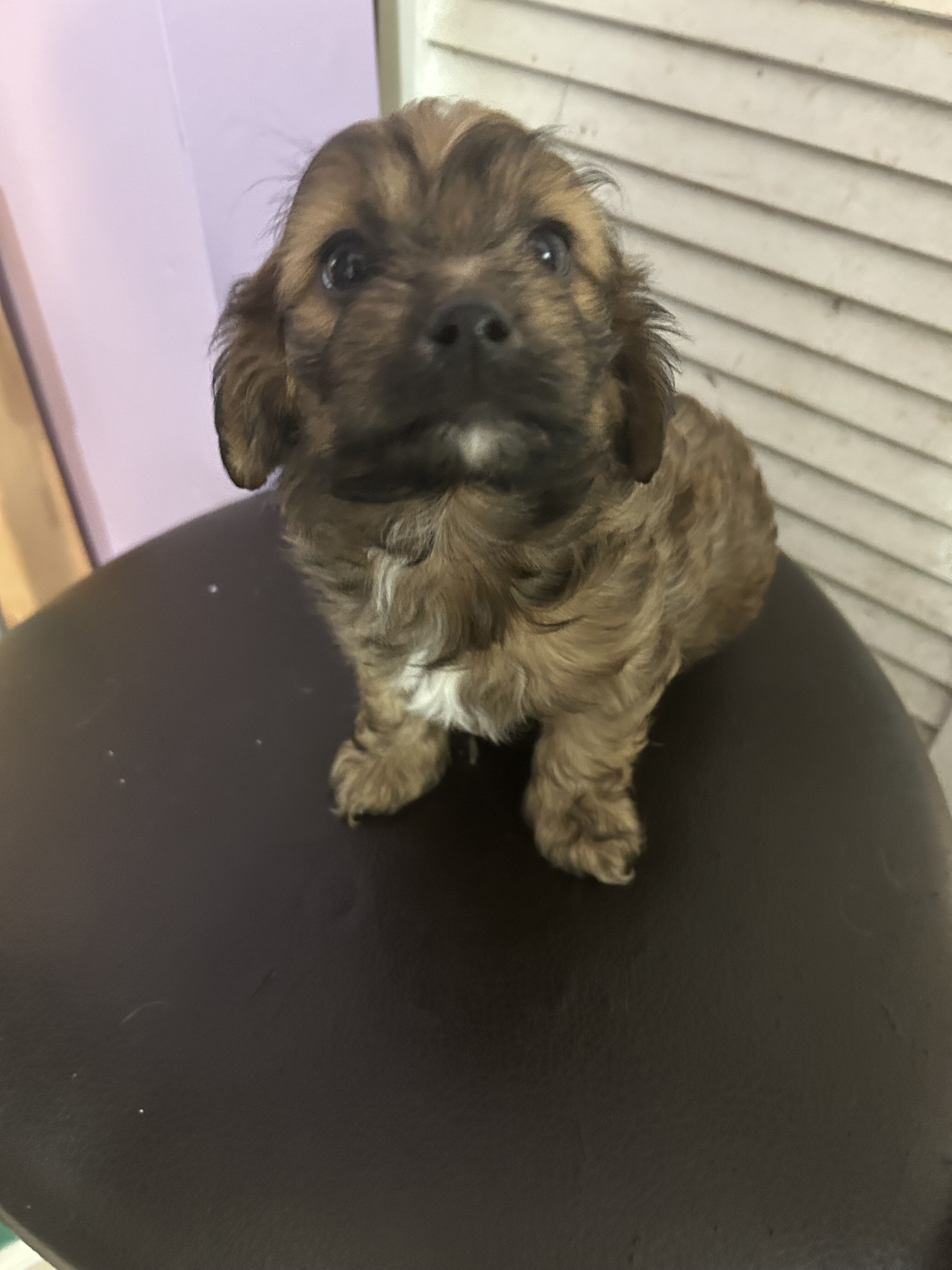 Tiny Toy Mix Puppies – 4 Boys & 1 Girl – Ready image 2