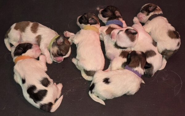 Malshi puppies image 9