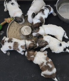 Malshi puppies image 8