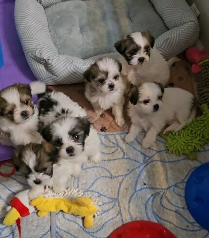 Malshi puppies image 2