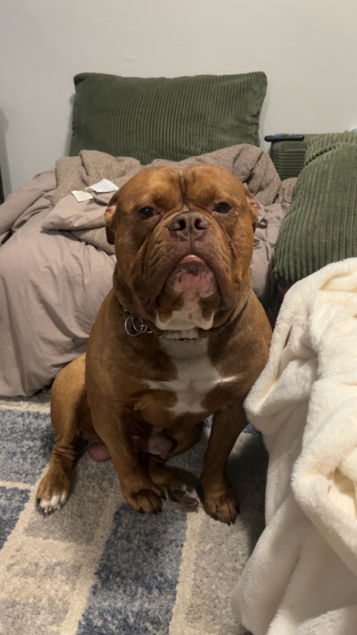 Dog image 4
