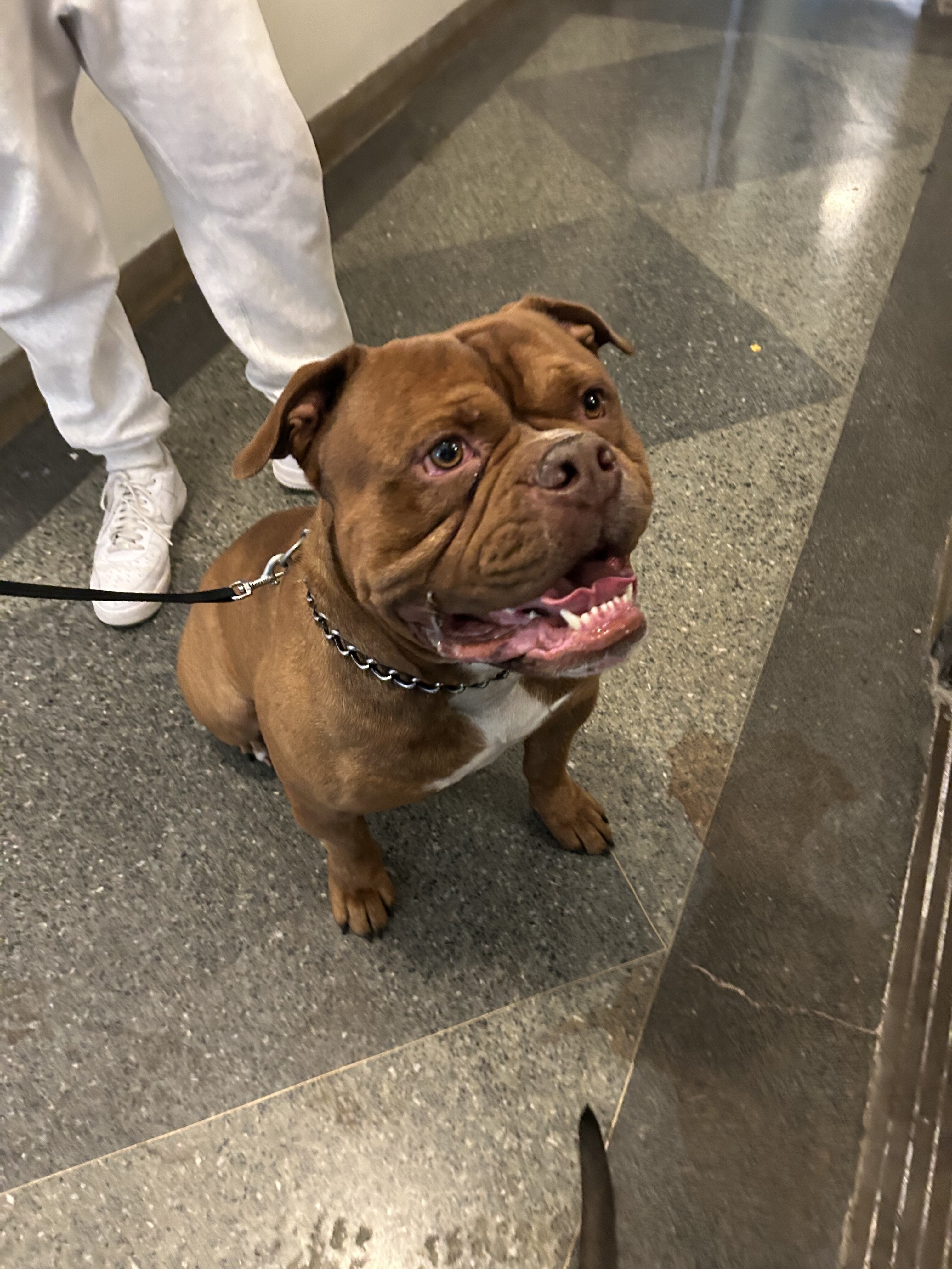 Dog image 1