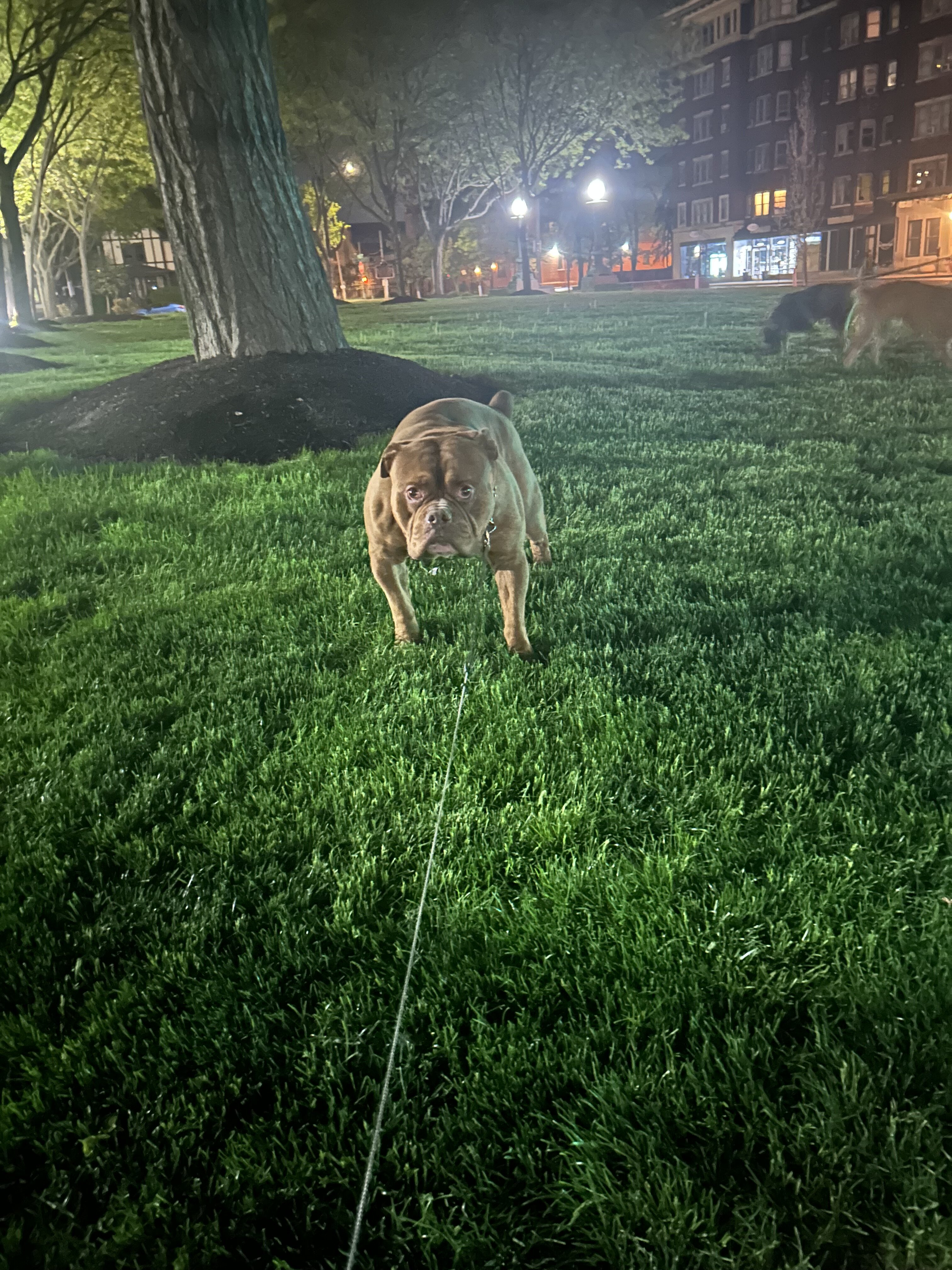 Dog image 3