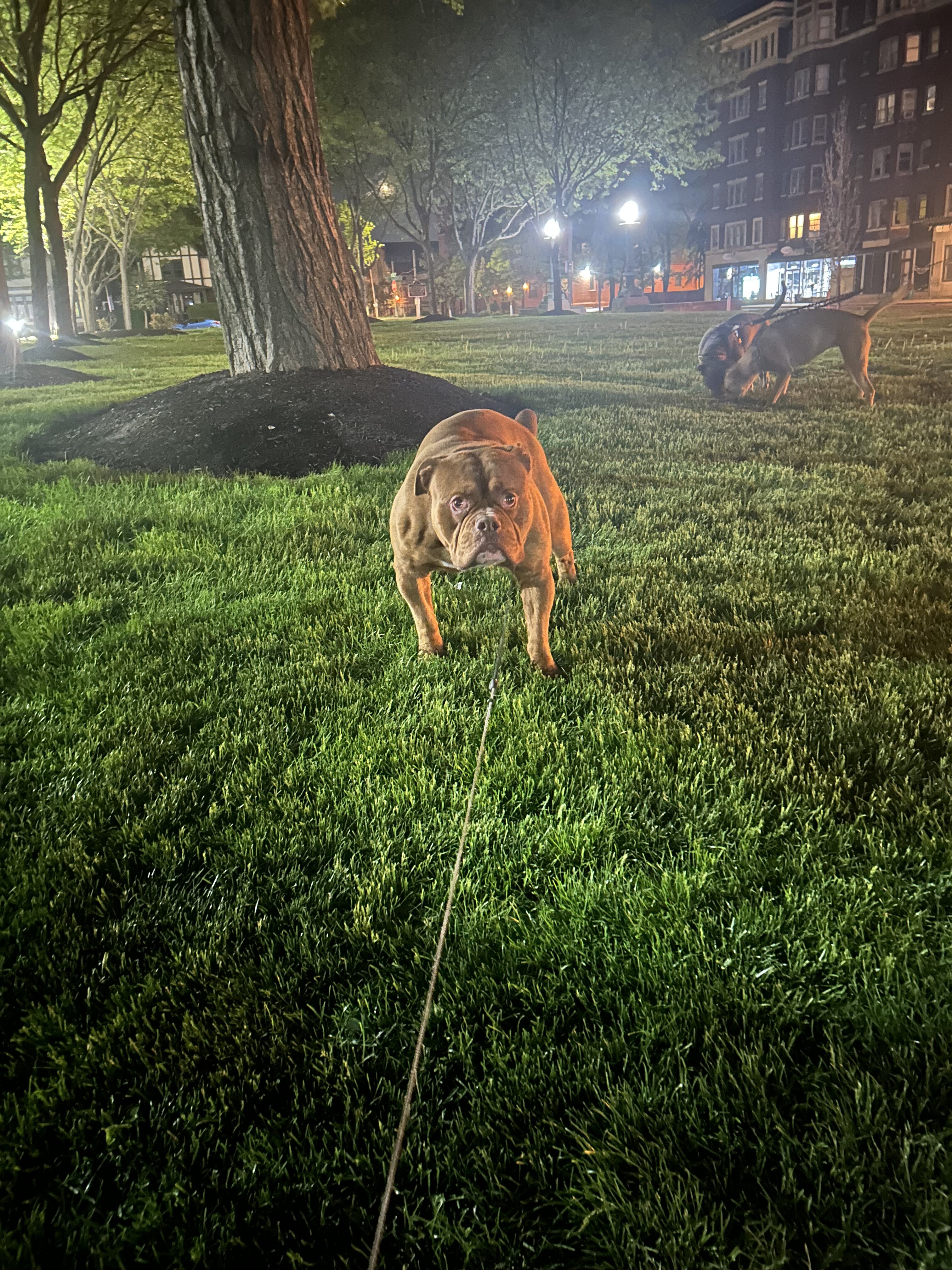 Dog image 2