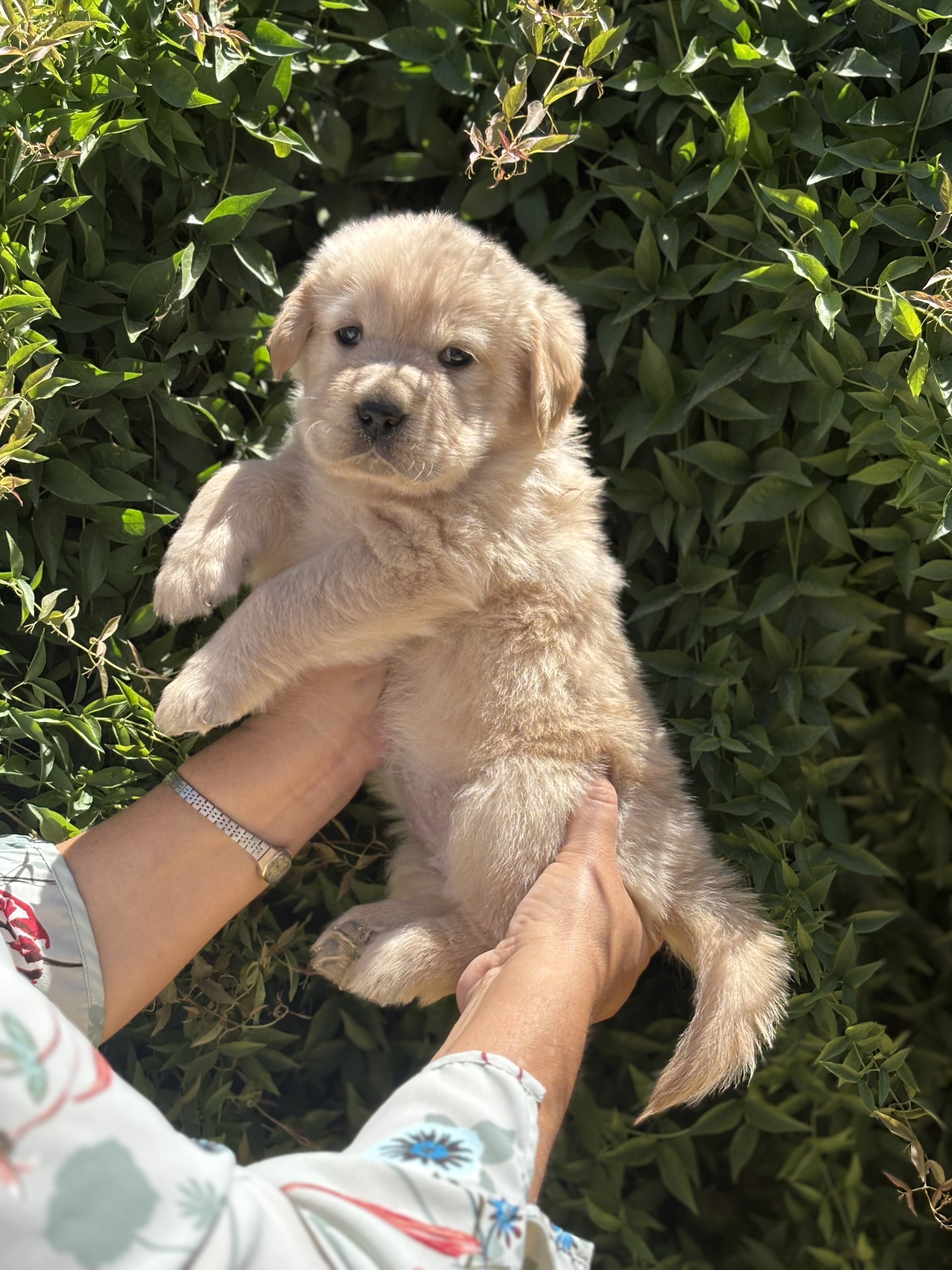 Golden retriever puppies image 3