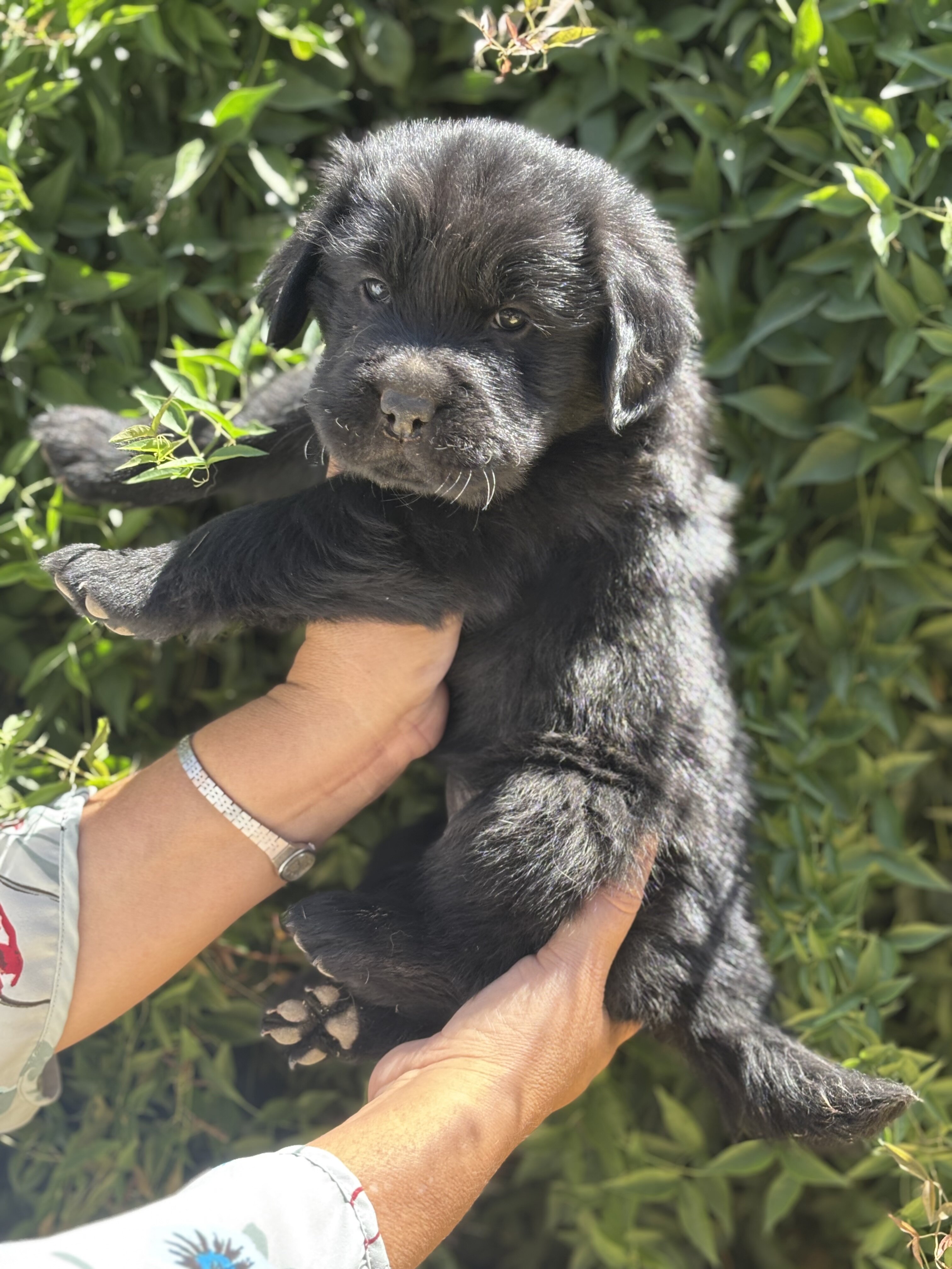 Golden retriever puppies image 4