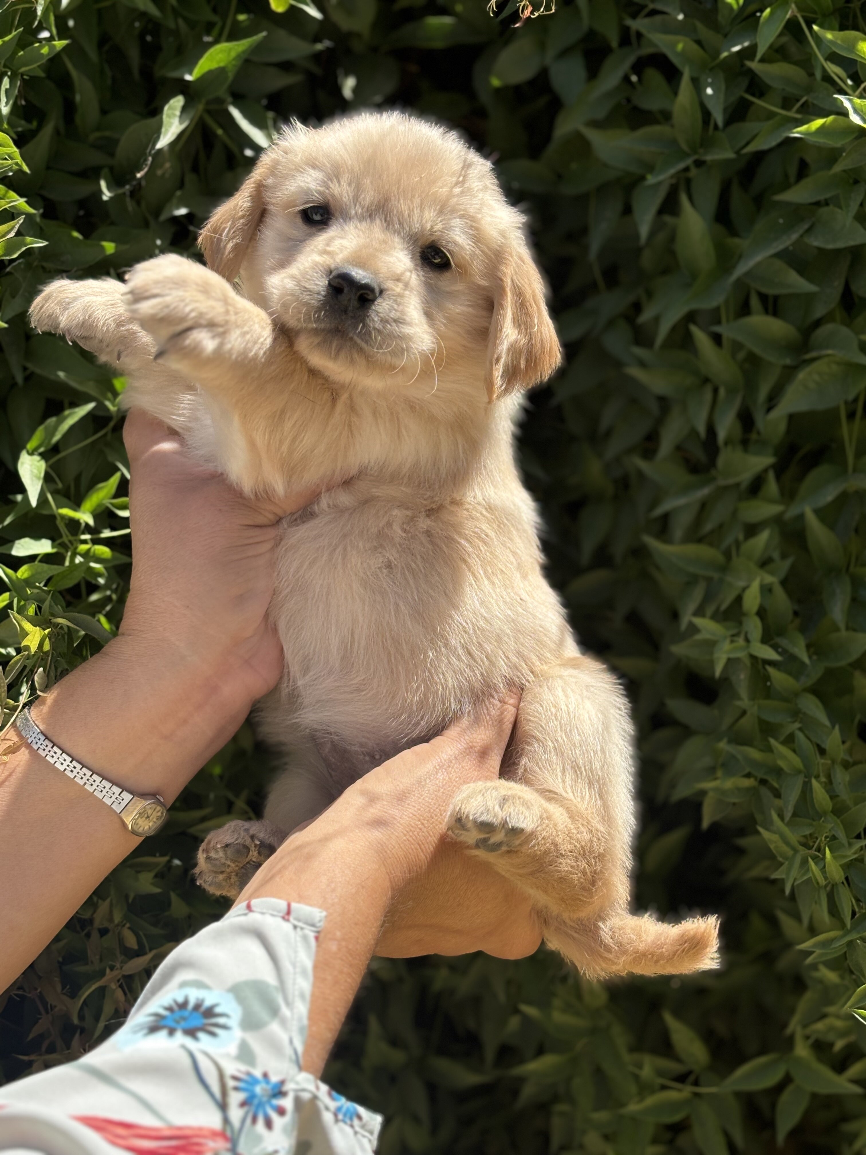 Golden retriever puppies image 1