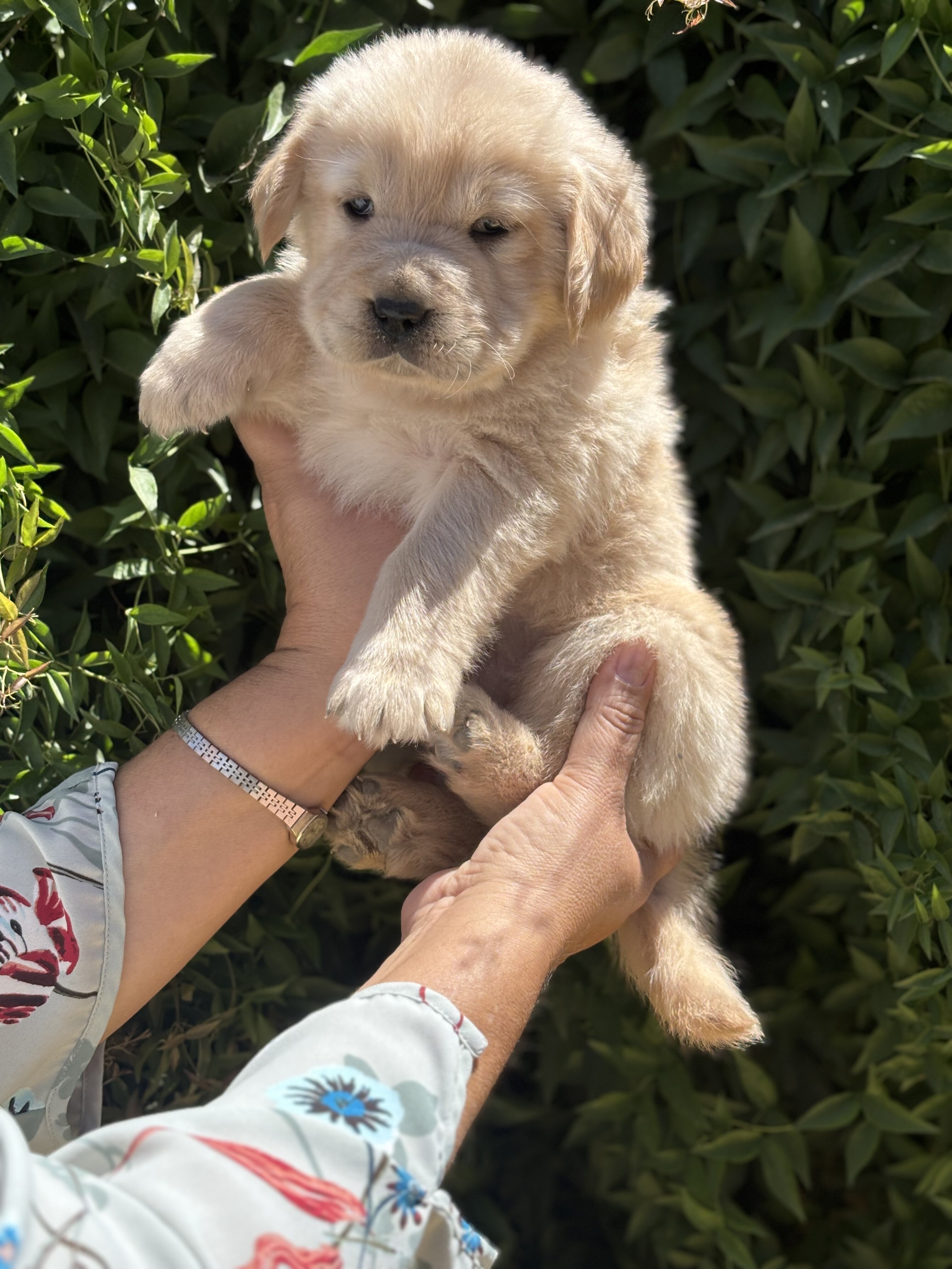 Golden retriever puppies image 2