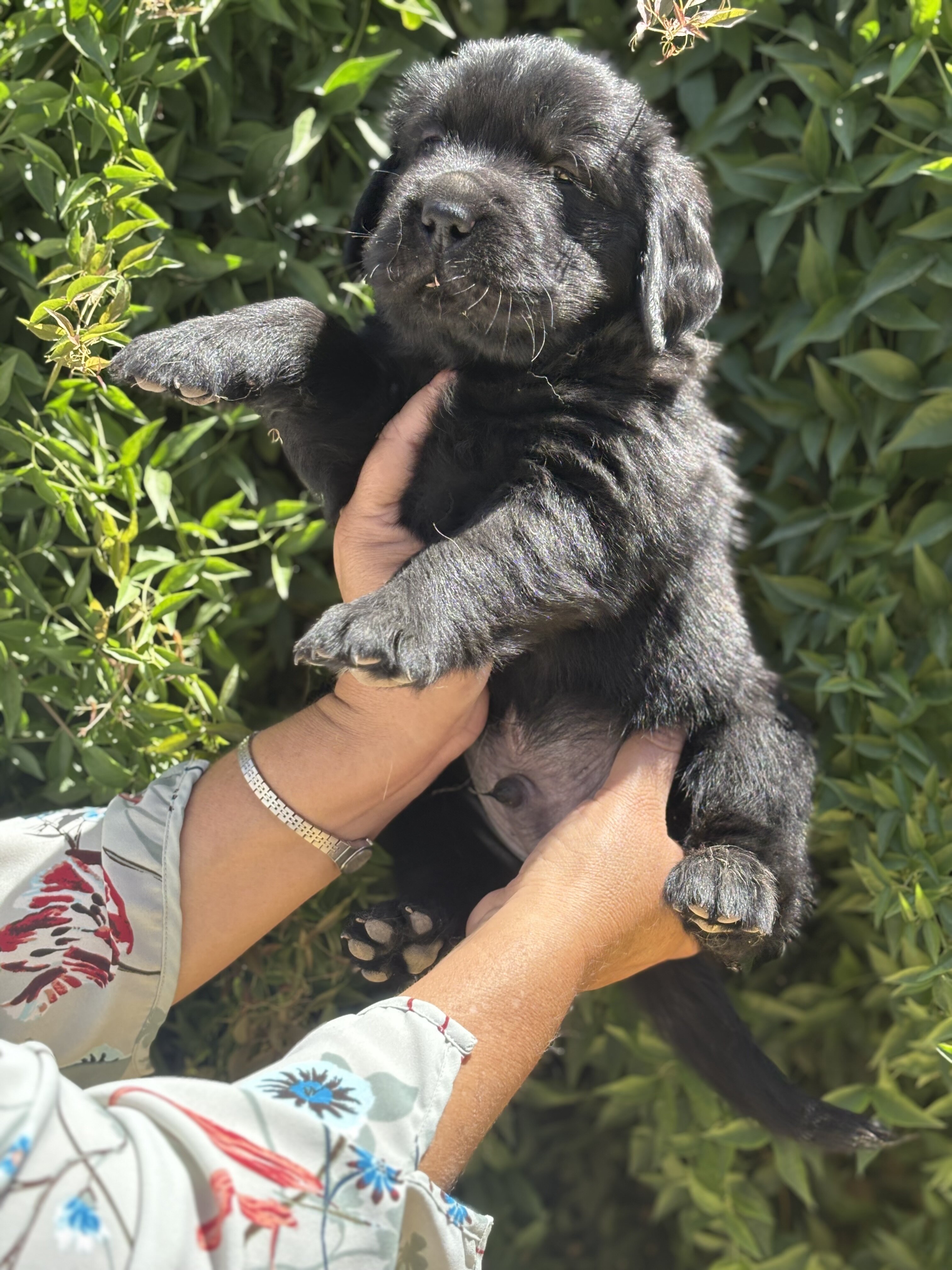 Golden retriever puppies image 5