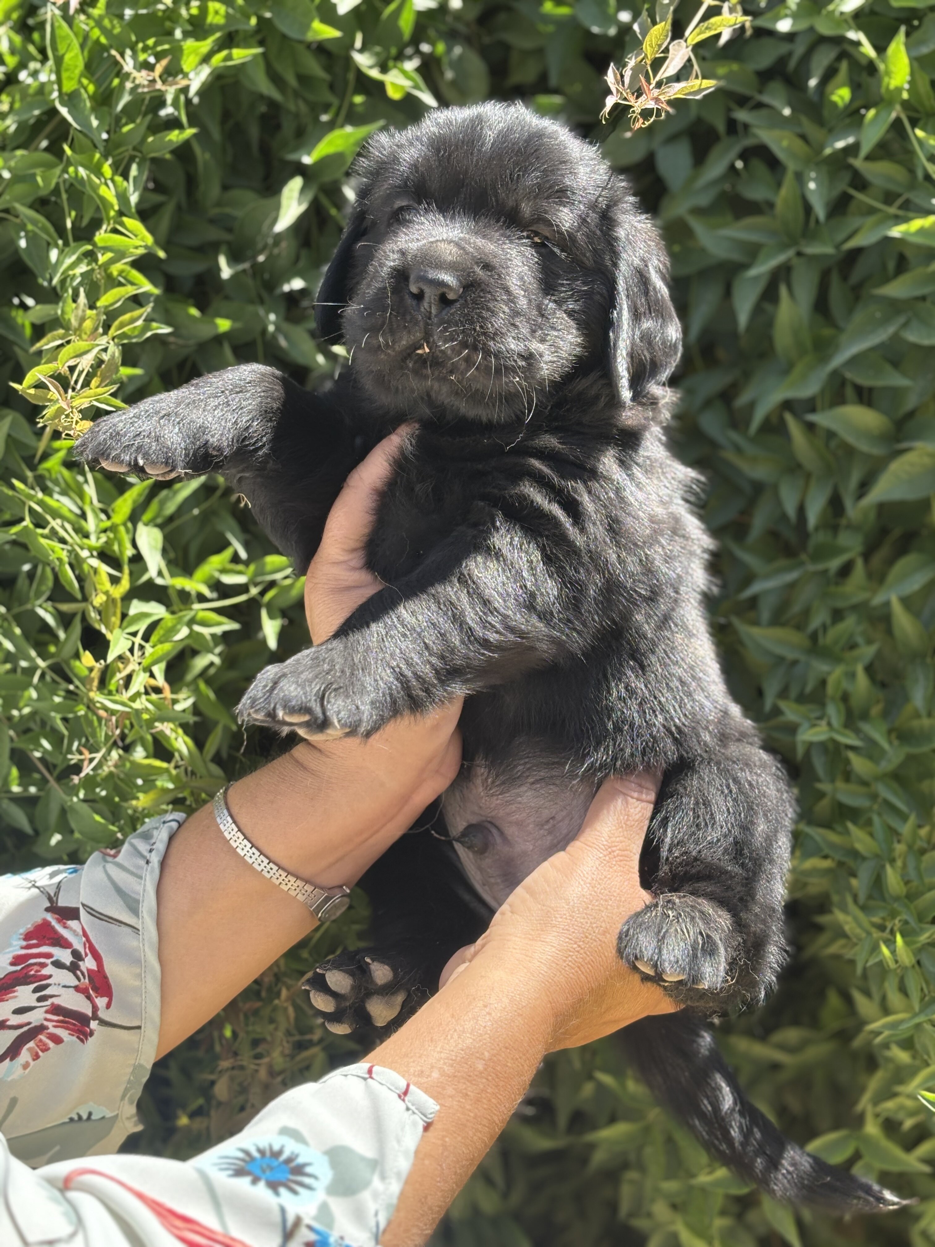 Golden retriever puppies image 6