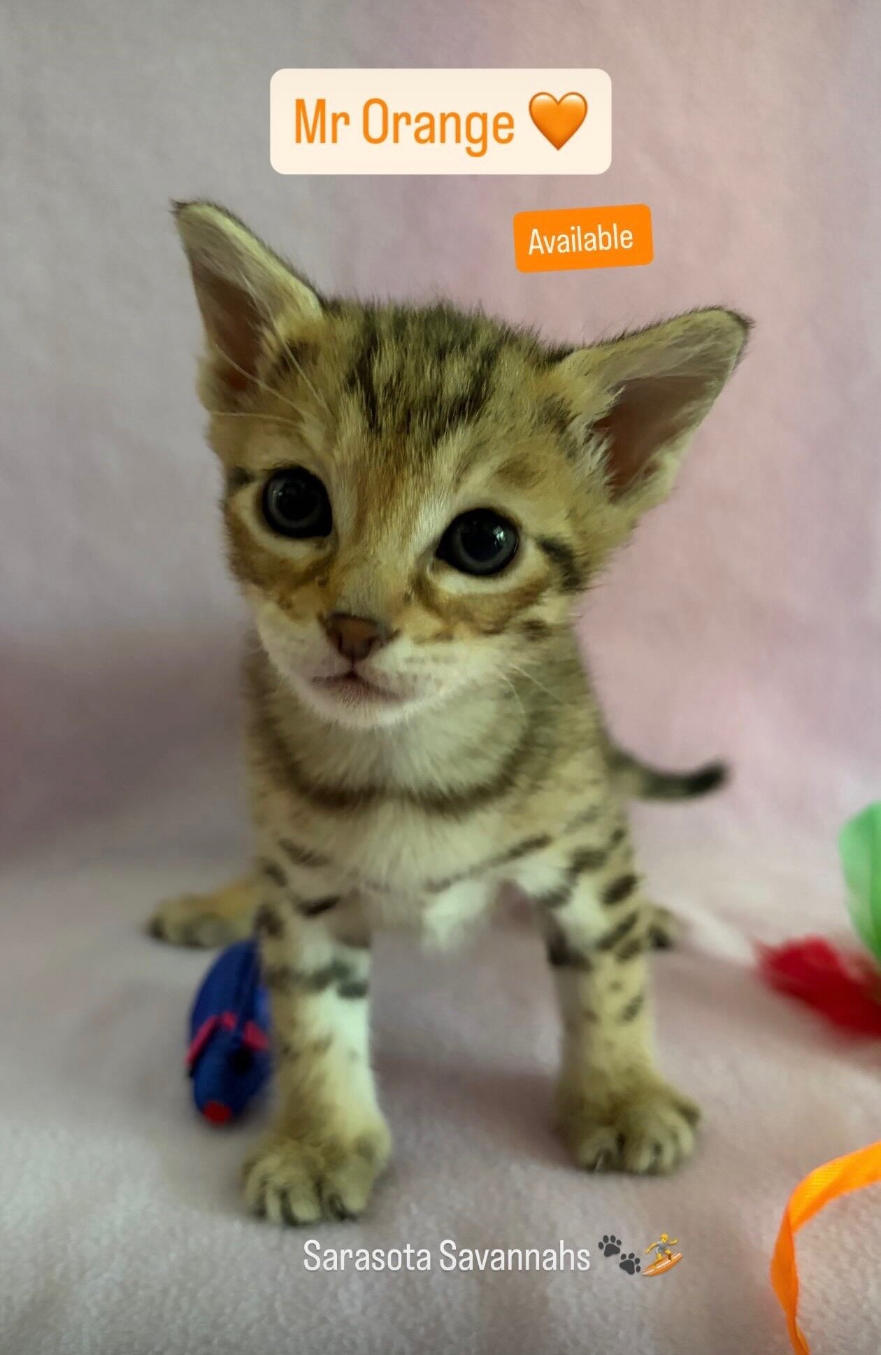 F3 Savannah Kittens image 2