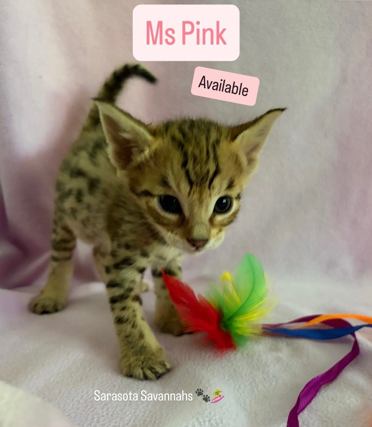 F3 Savannah Kittens image 1