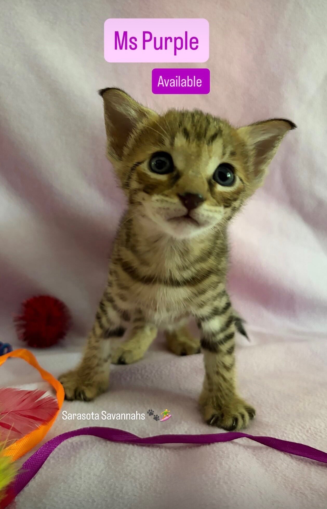 F3 Savannah Kittens image 3