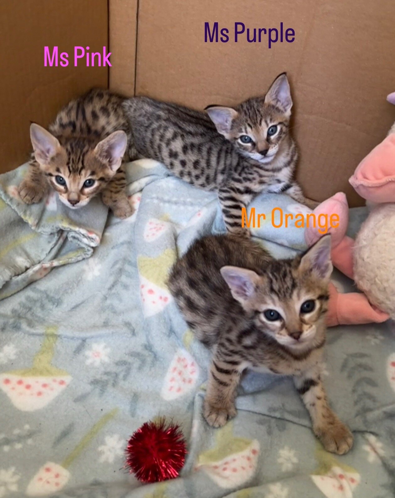 F3 Savannah Kittens image 4