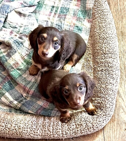 Mini Dachshund Pups - Female image 1