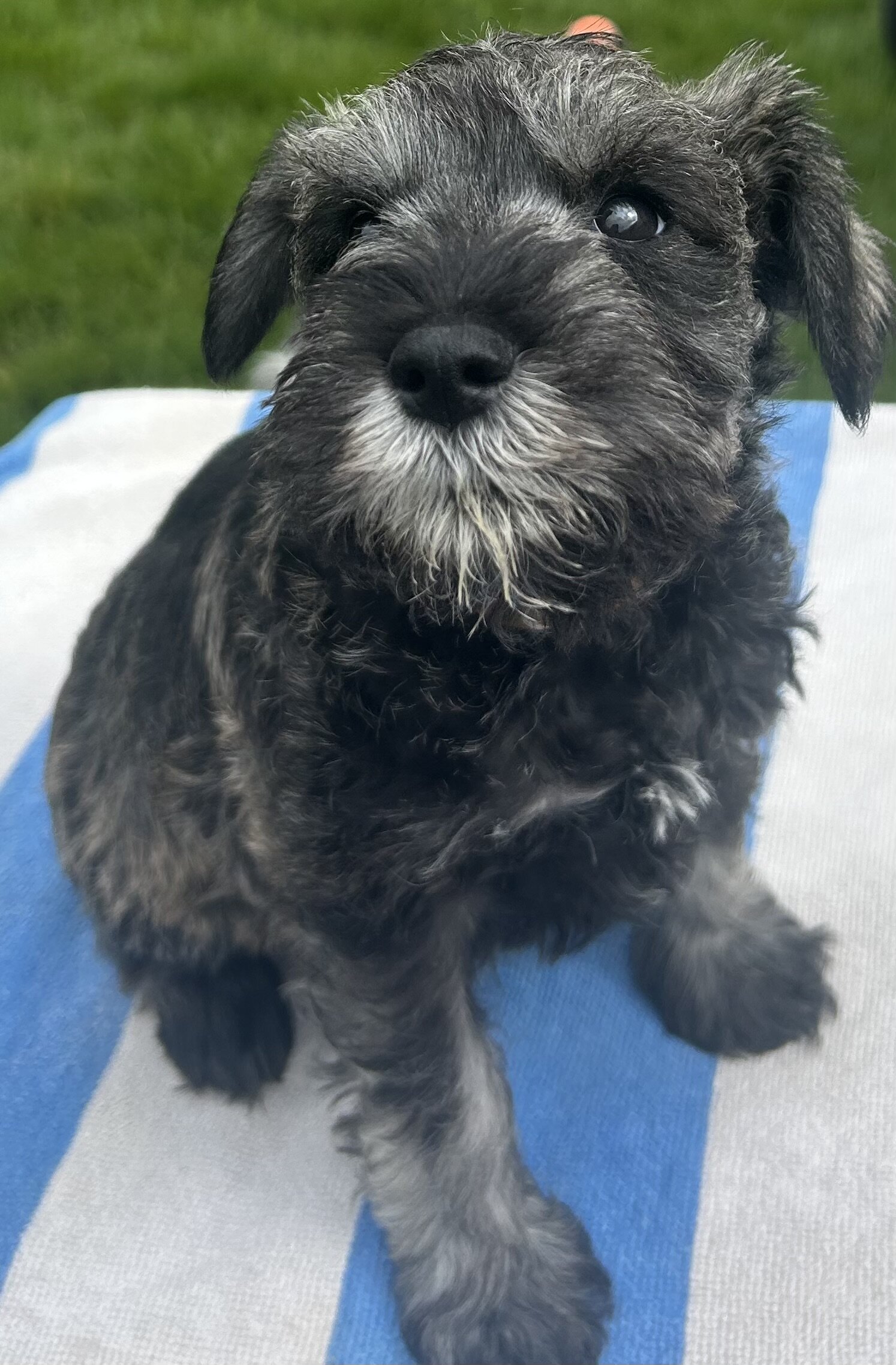 Miniature Schnauzer Puppies image 2