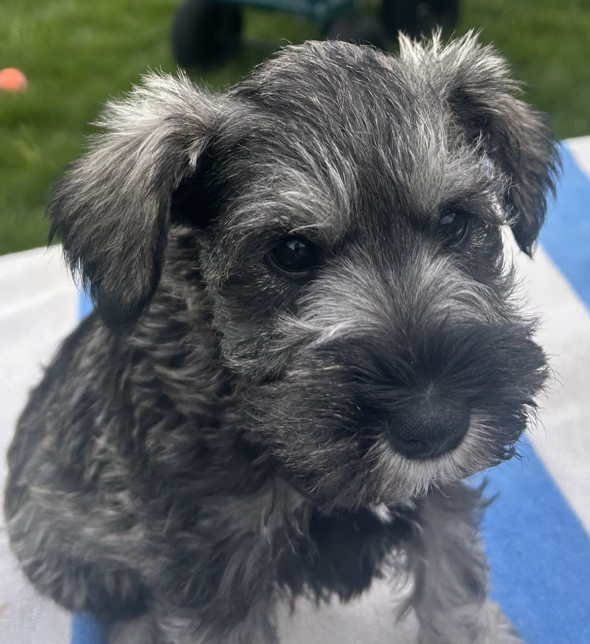 Miniature Schnauzer Puppies image 1