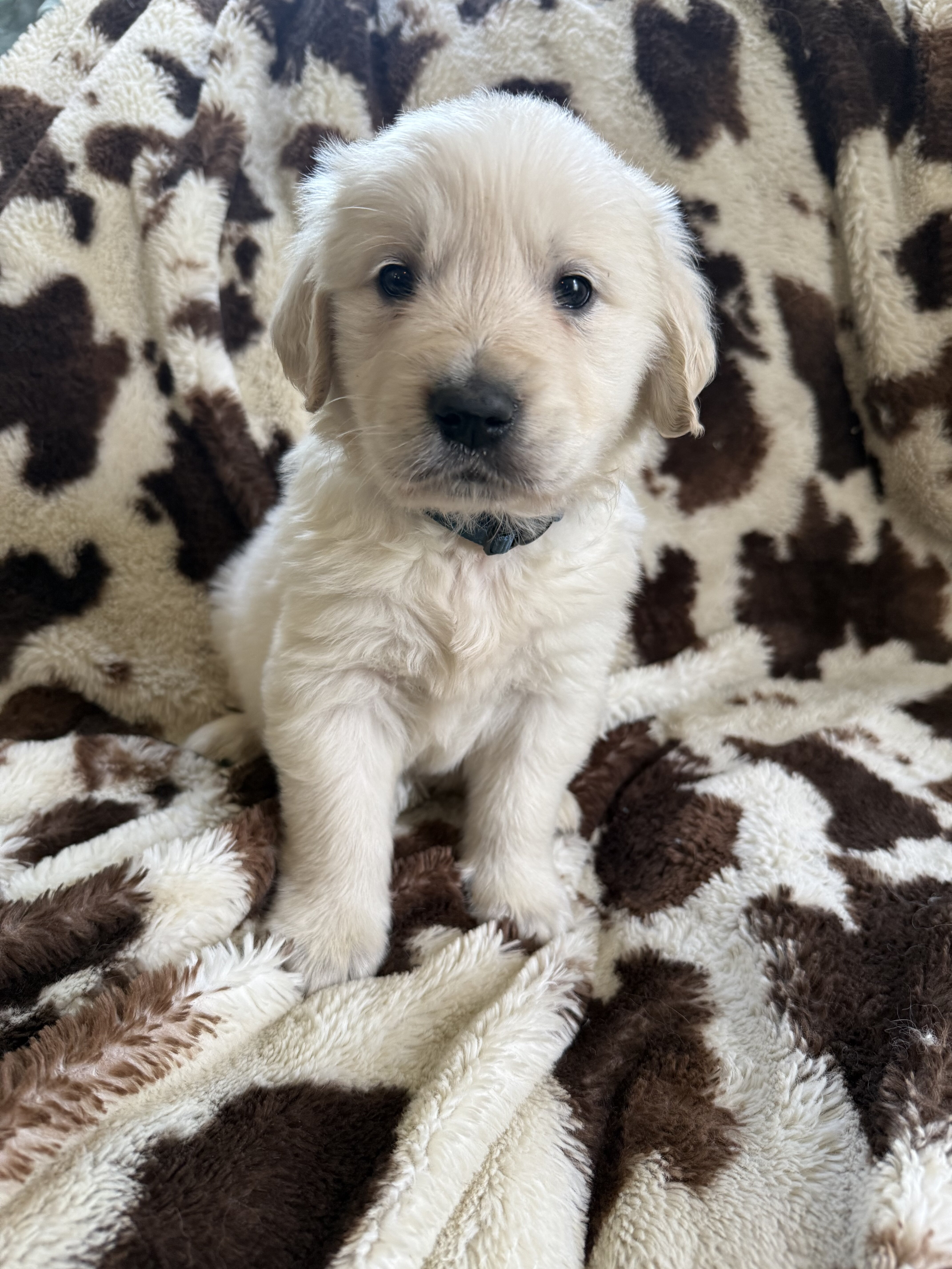 English cream golden retriever image 3