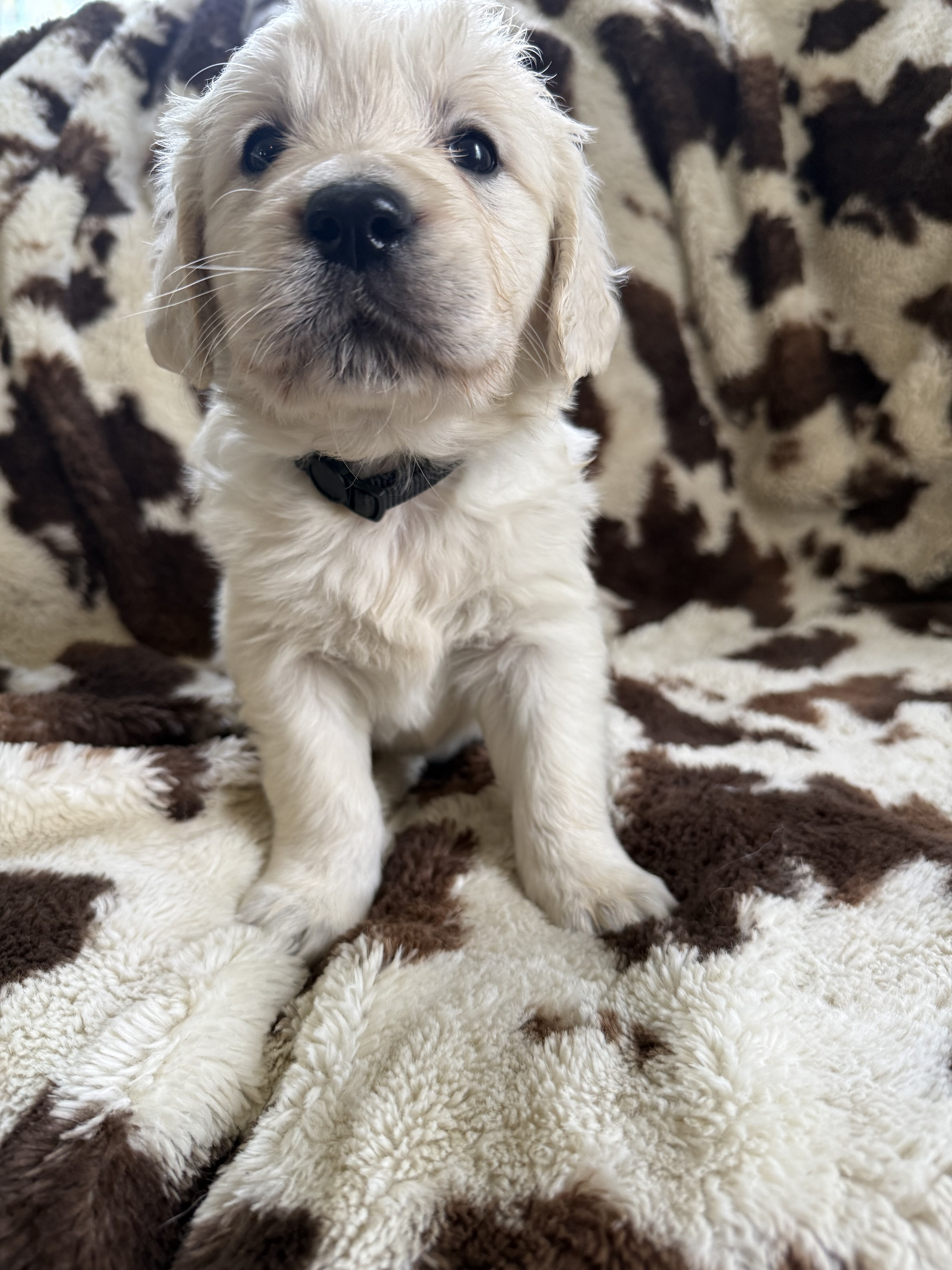 English cream golden retriever image 2