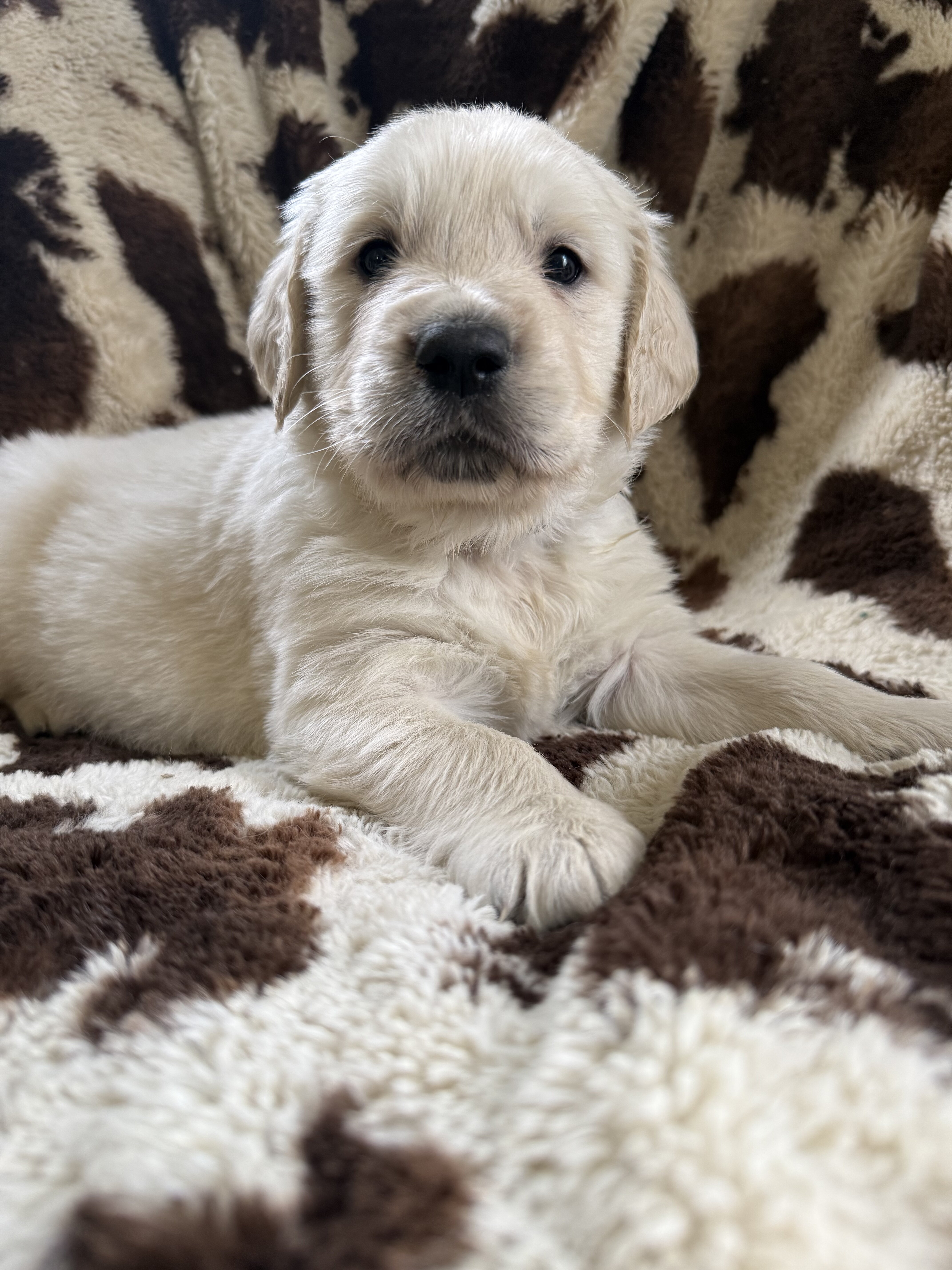English cream golden retriever image 1
