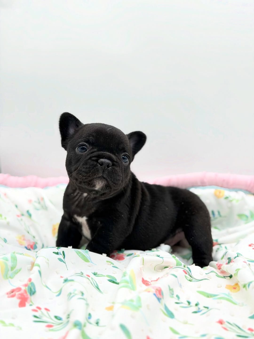 Black panther female French bulldog image 2
